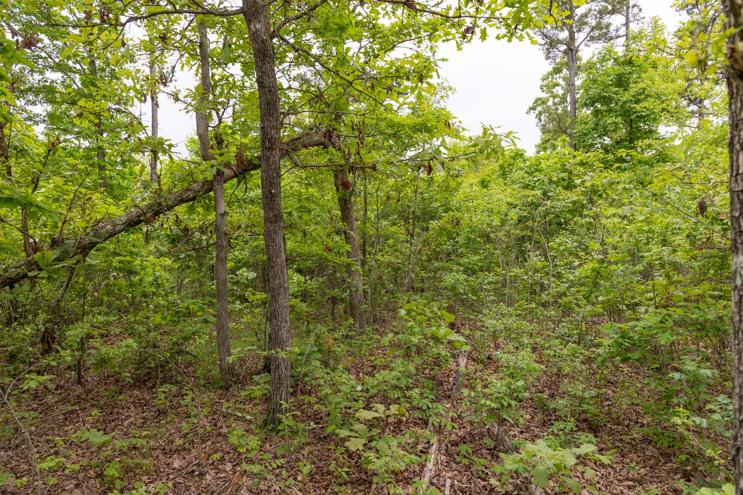 Sleepy Hollow Phase II Tract 90 photo 13