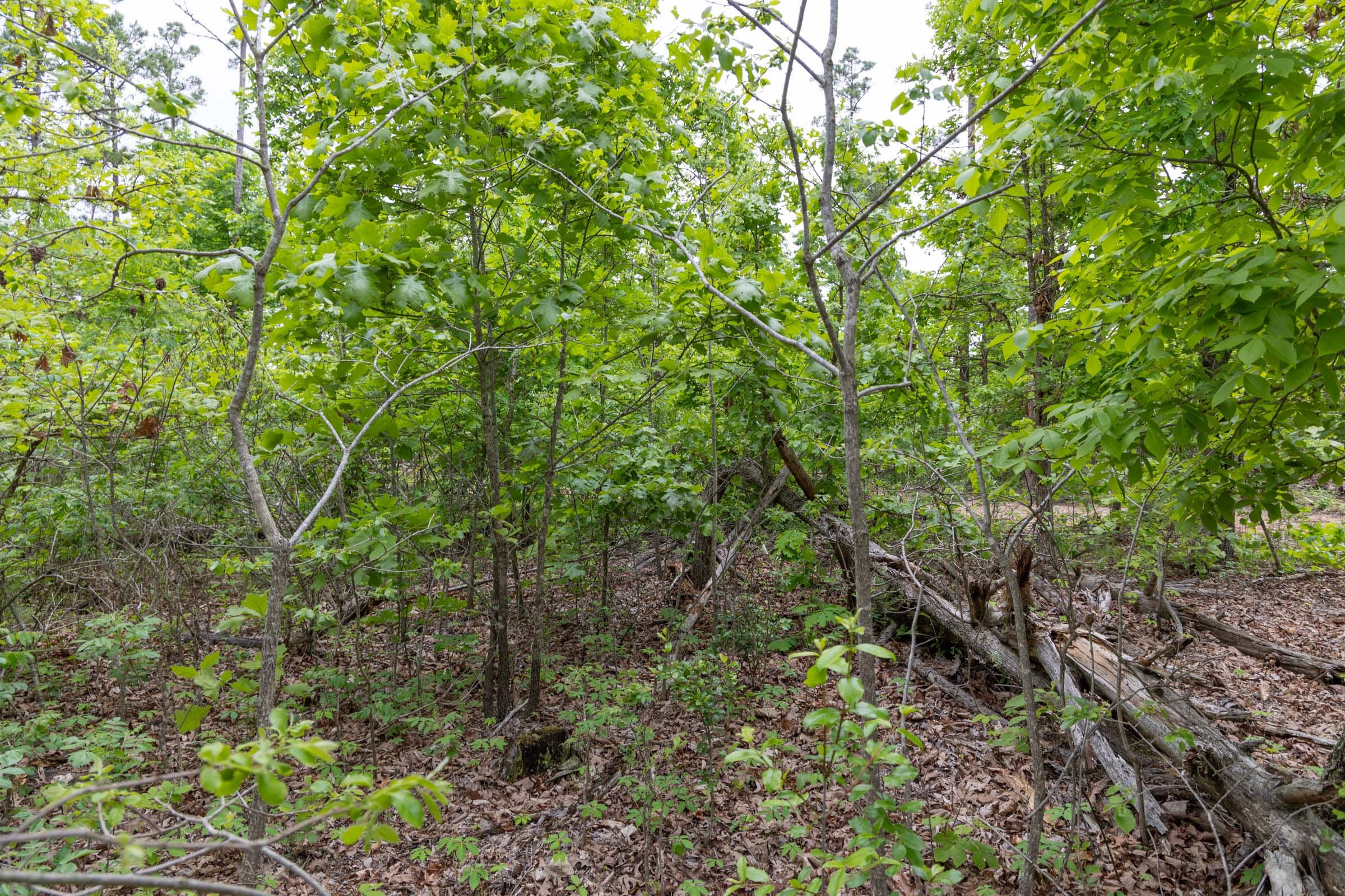 Sleepy Hollow Phase II Tract 90 photo 12