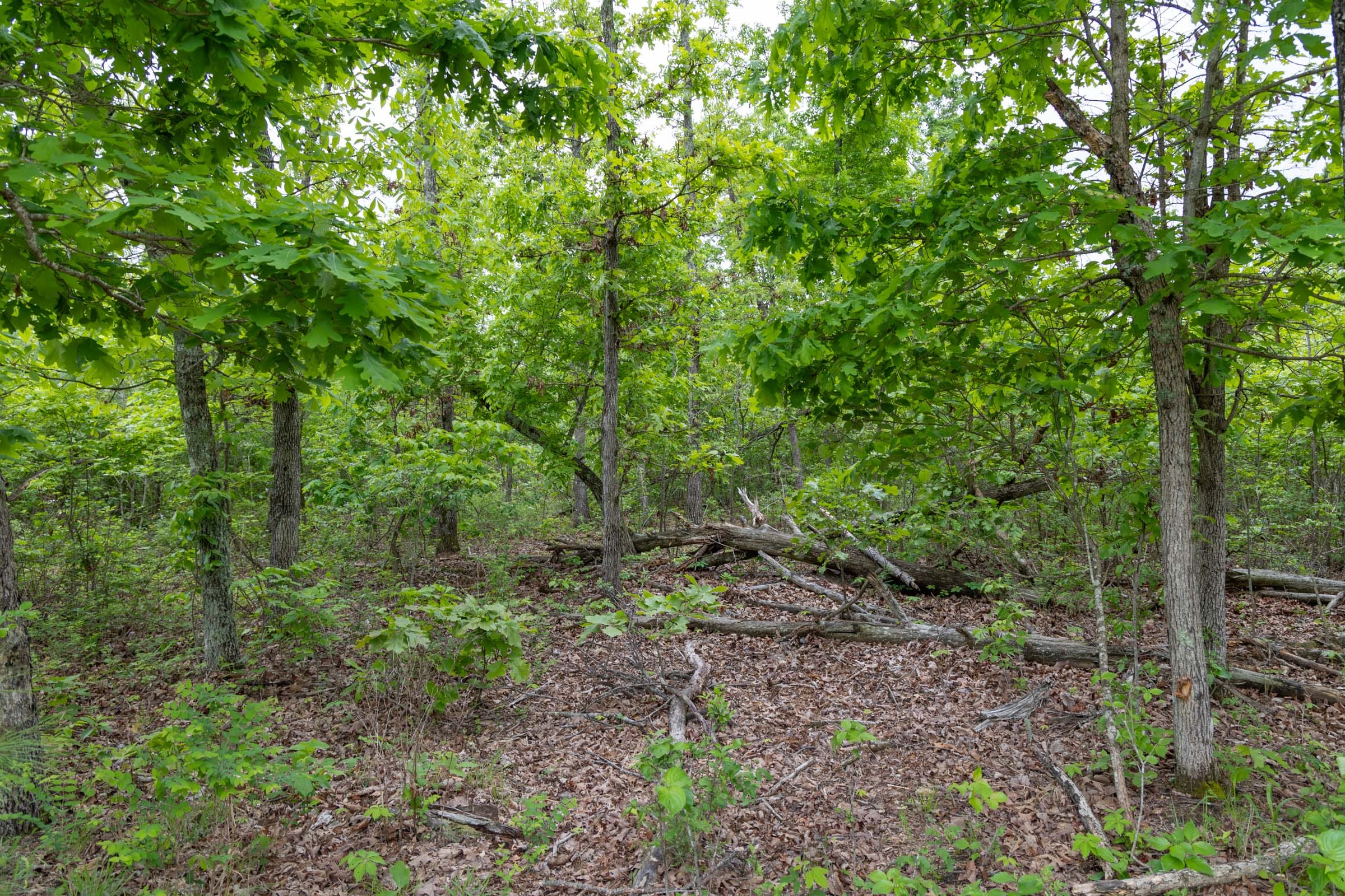Sleepy Hollow Phase II Tract 90 photo 11