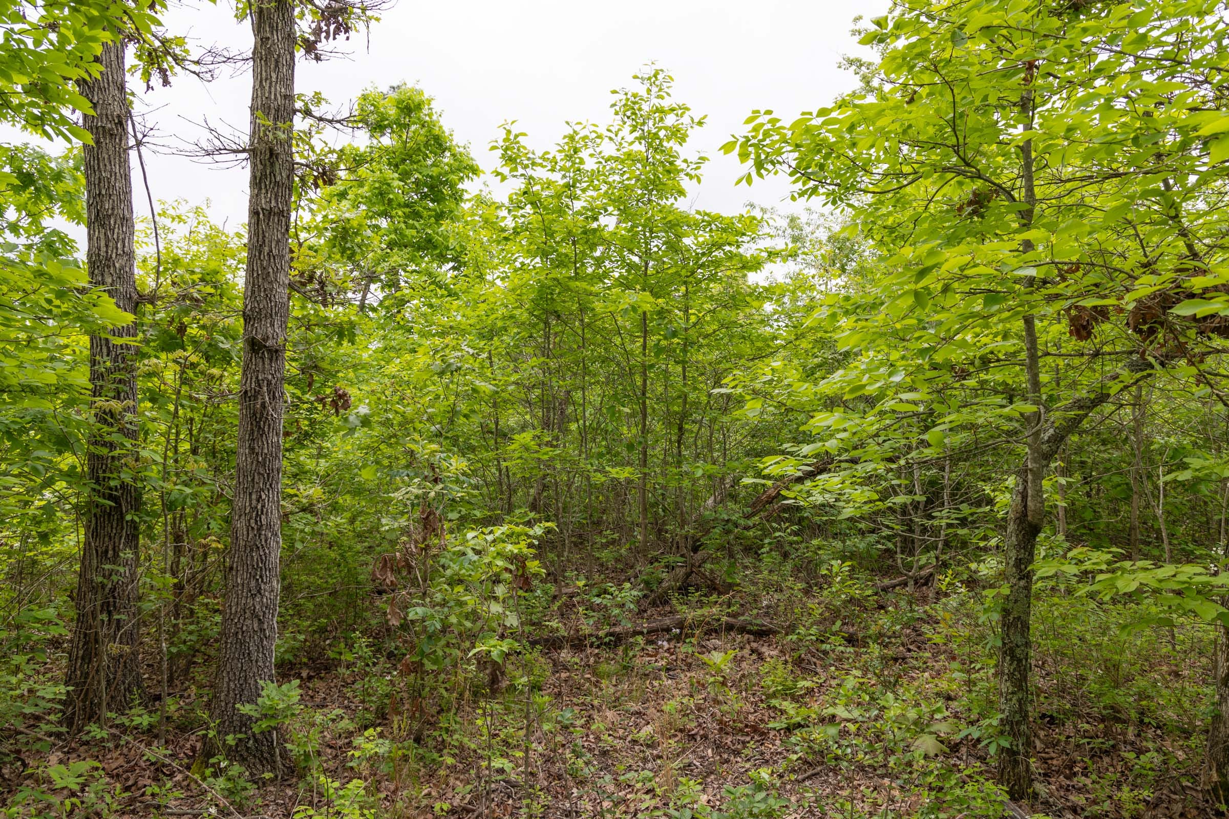 Sleepy Hollow Phase II Tract 90 photo 10