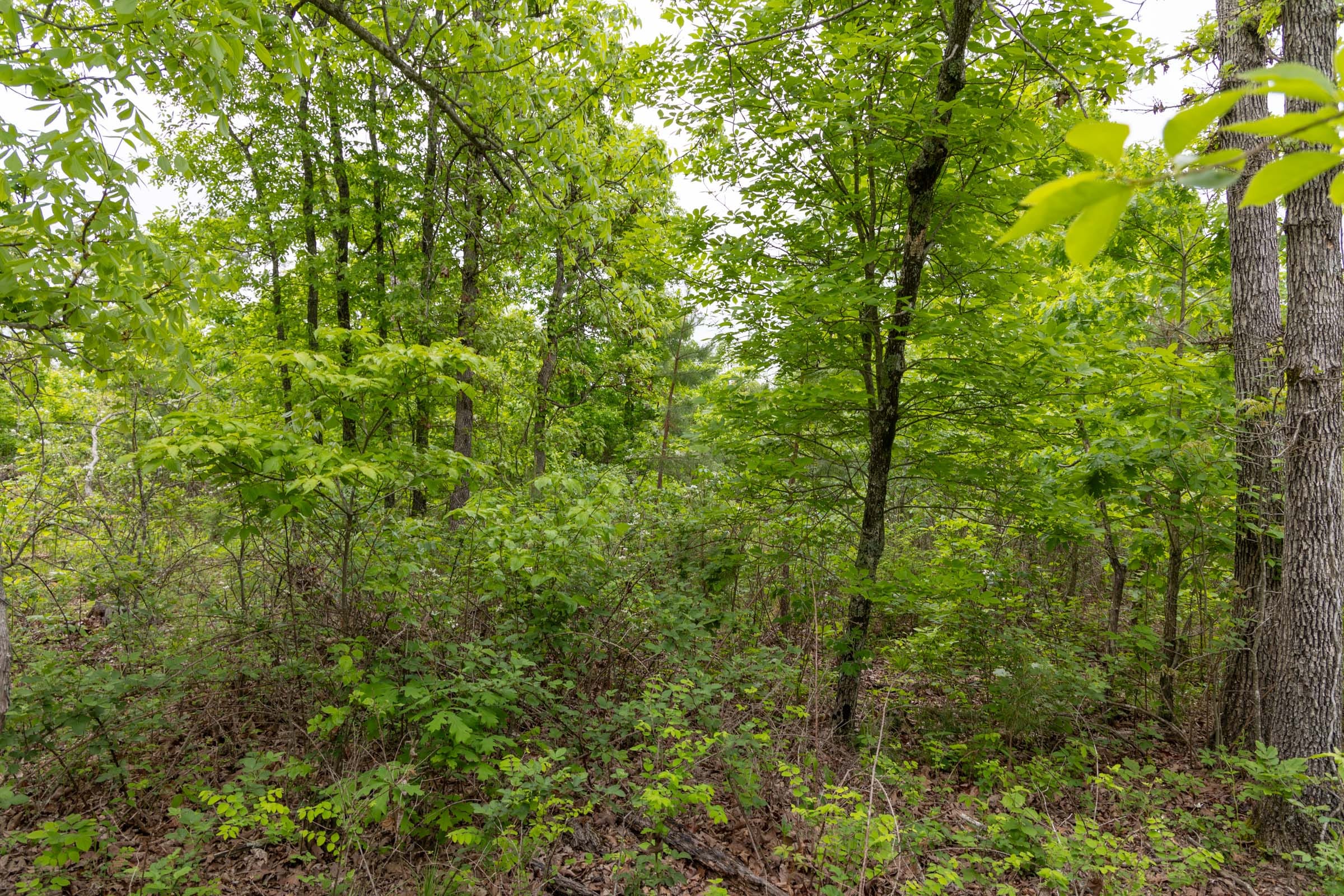 Sleepy Hollow Phase II Tract 90 photo 6