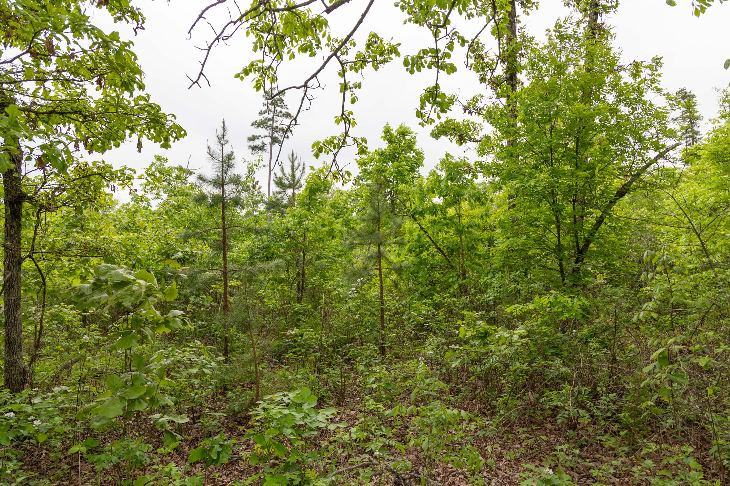 Sleepy Hollow Phase II Tract 90 photo 5