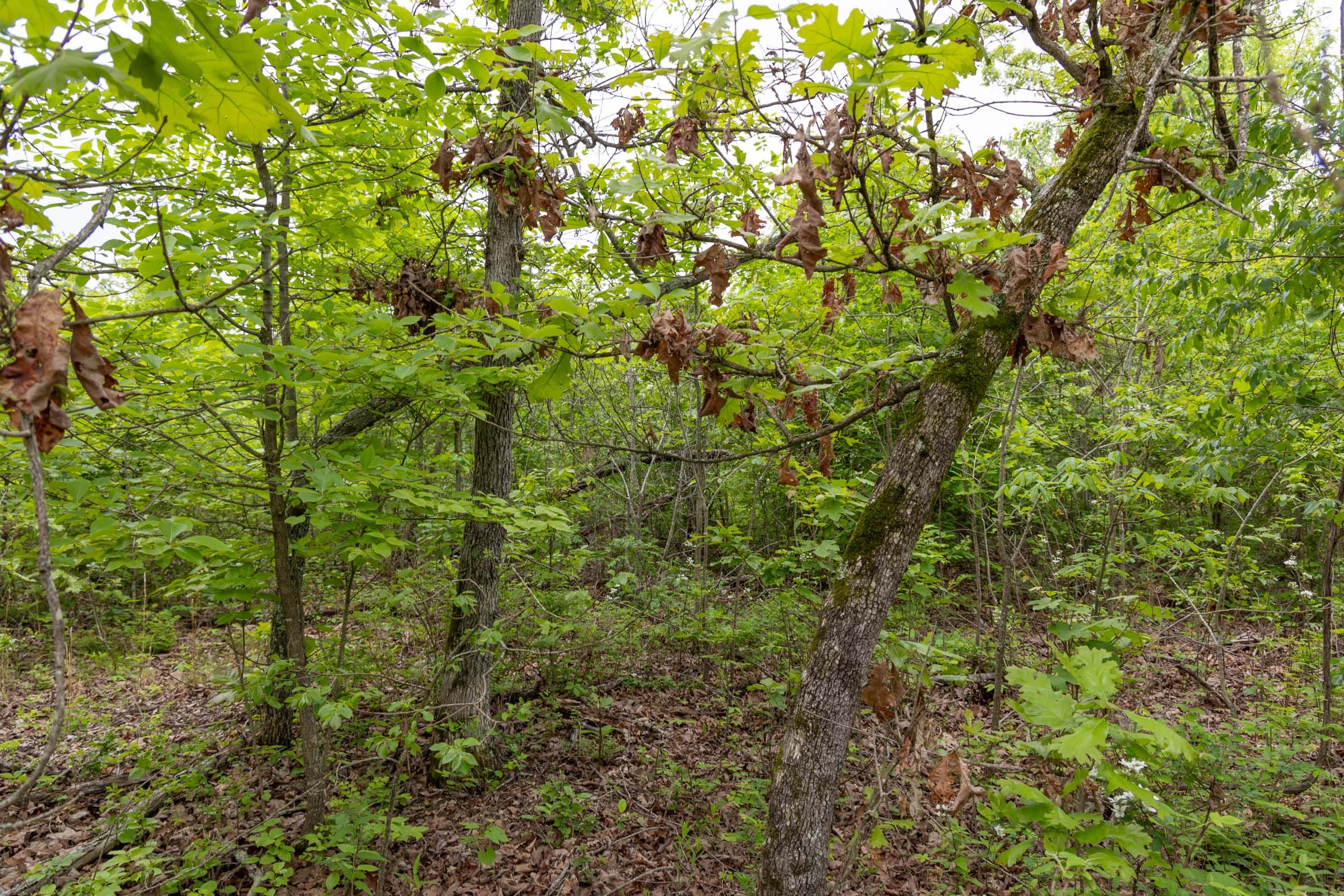 Sleepy Hollow Phase II Tract 90 photo 4