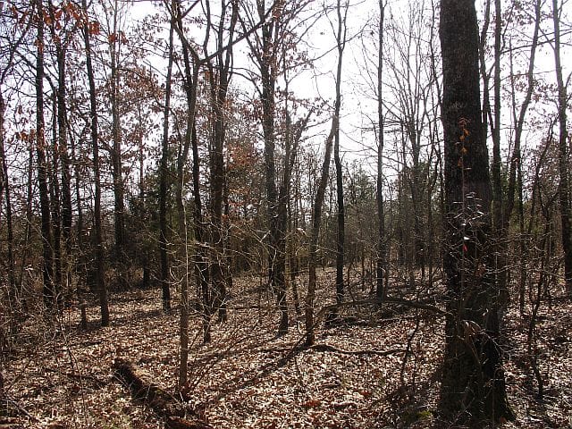 Tranquility Farms Tract 3 photo 3