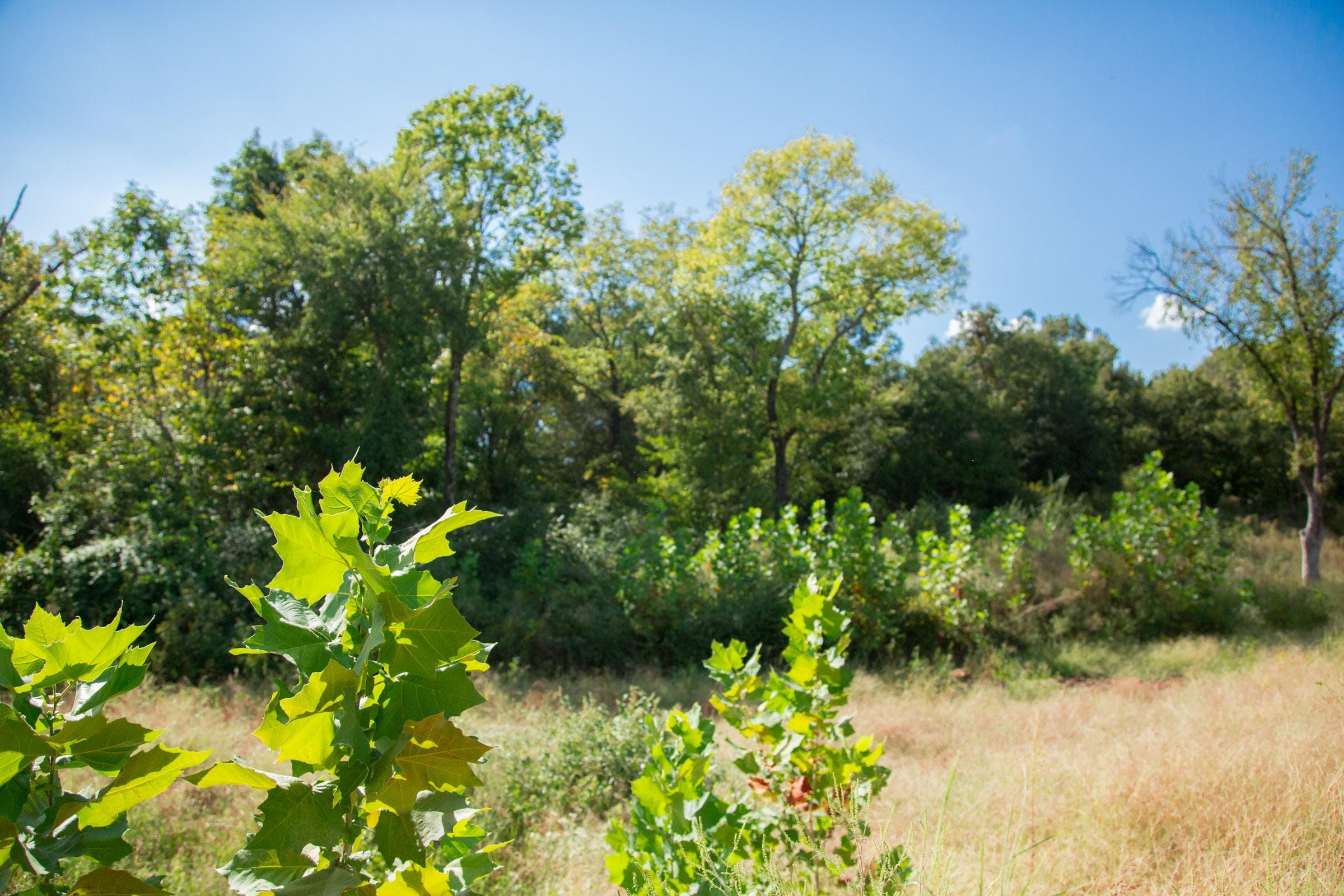 Stone Creek Phase II Tract 261 photo 10