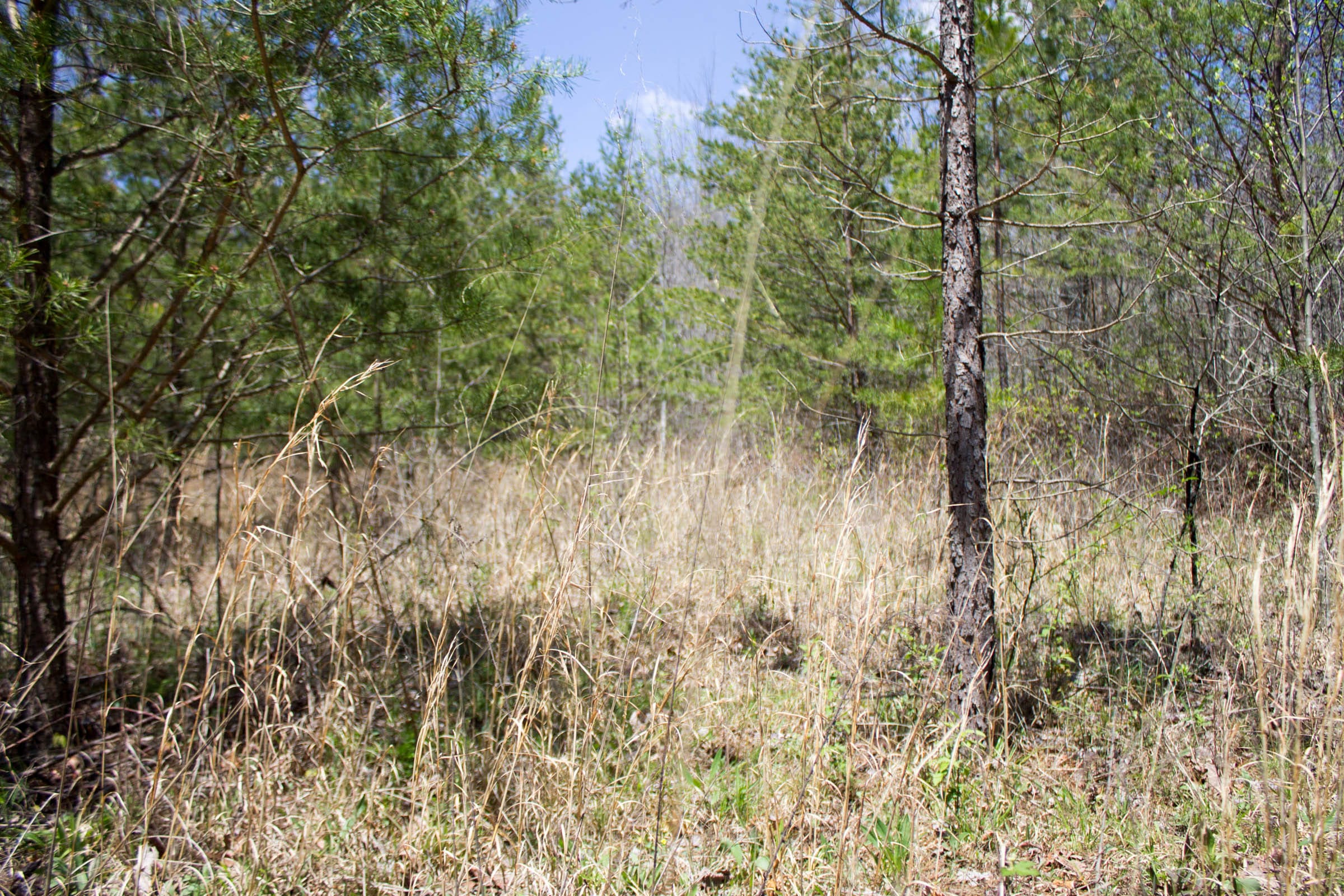 Hidden Hills Tract 6 photo 3
