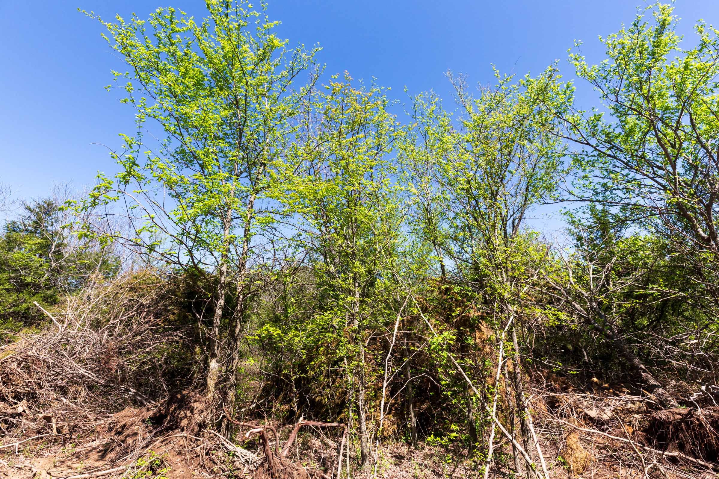 Prairie Grove Tract 15 photo 4