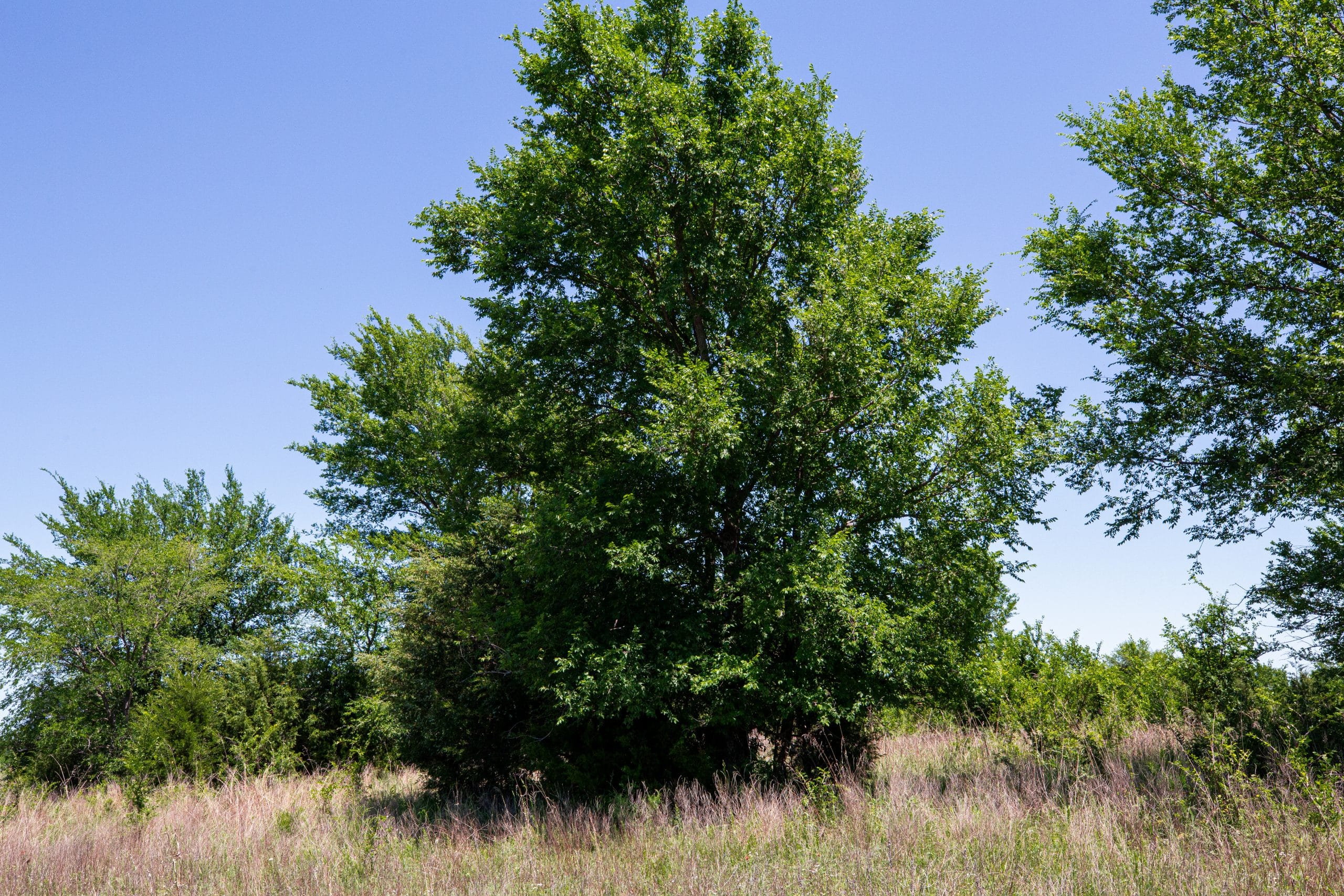Prairie Grove Tract 15 photo 16
