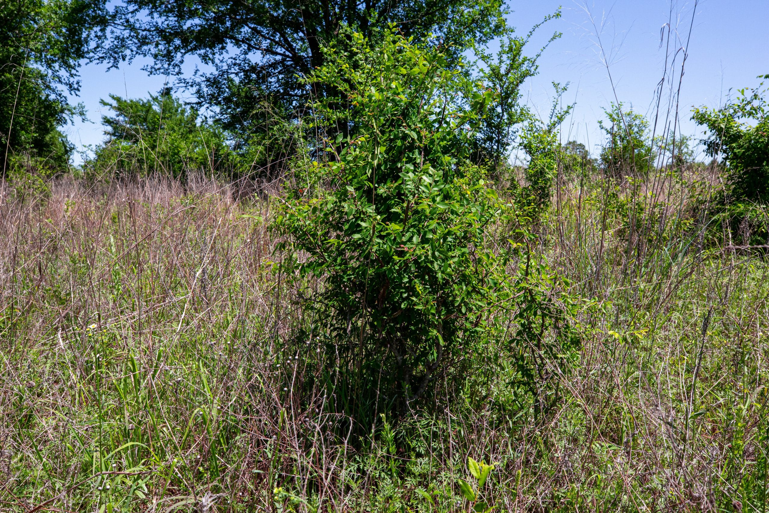 Prairie Grove Tract 15 photo 11