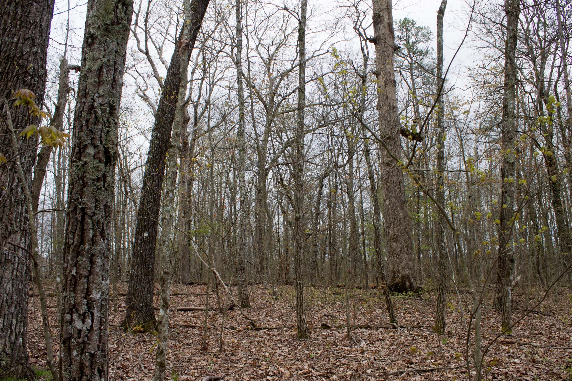 Hidden Hills Tract 4 photo 3