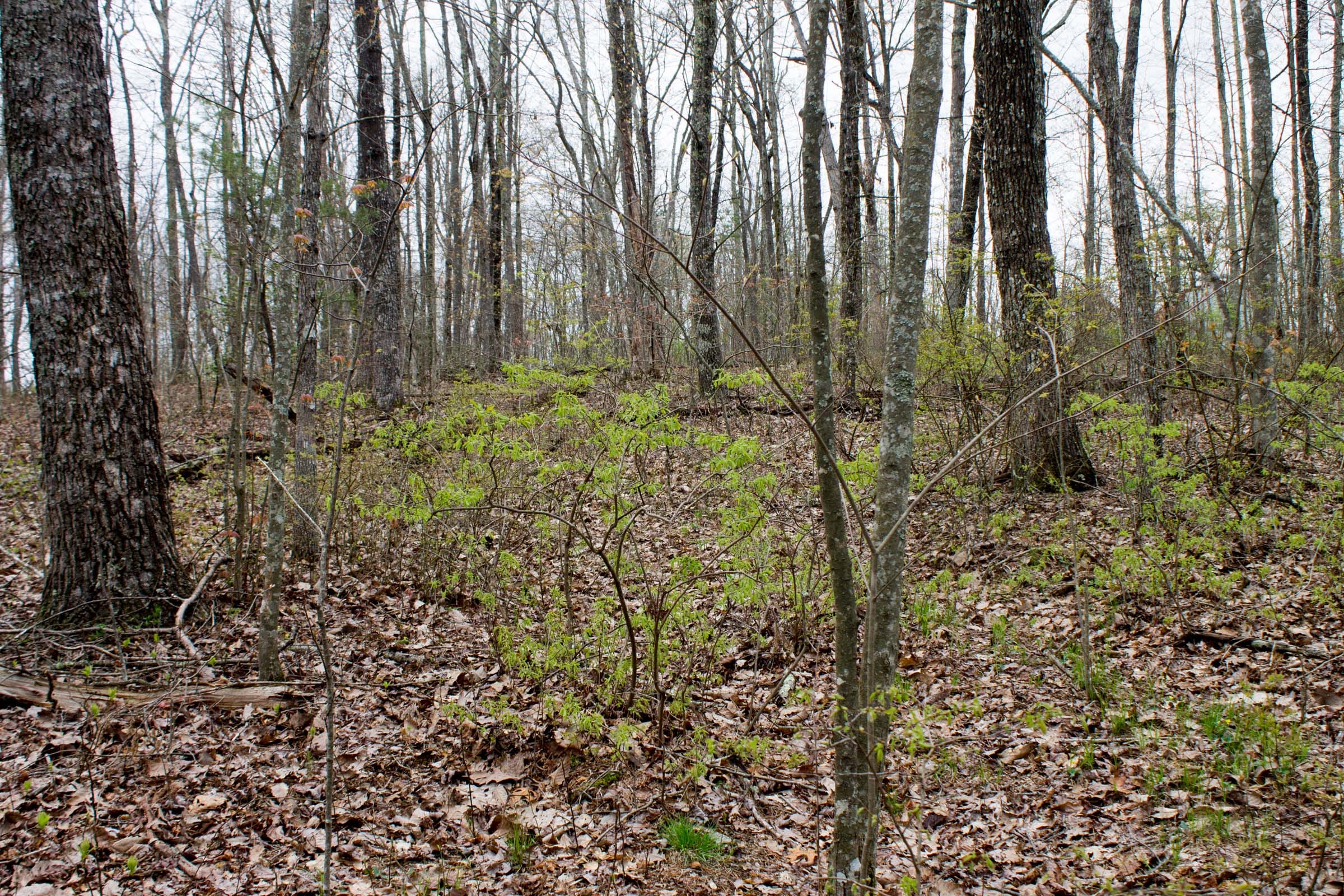 Hidden Hills Tract 4 photo 8