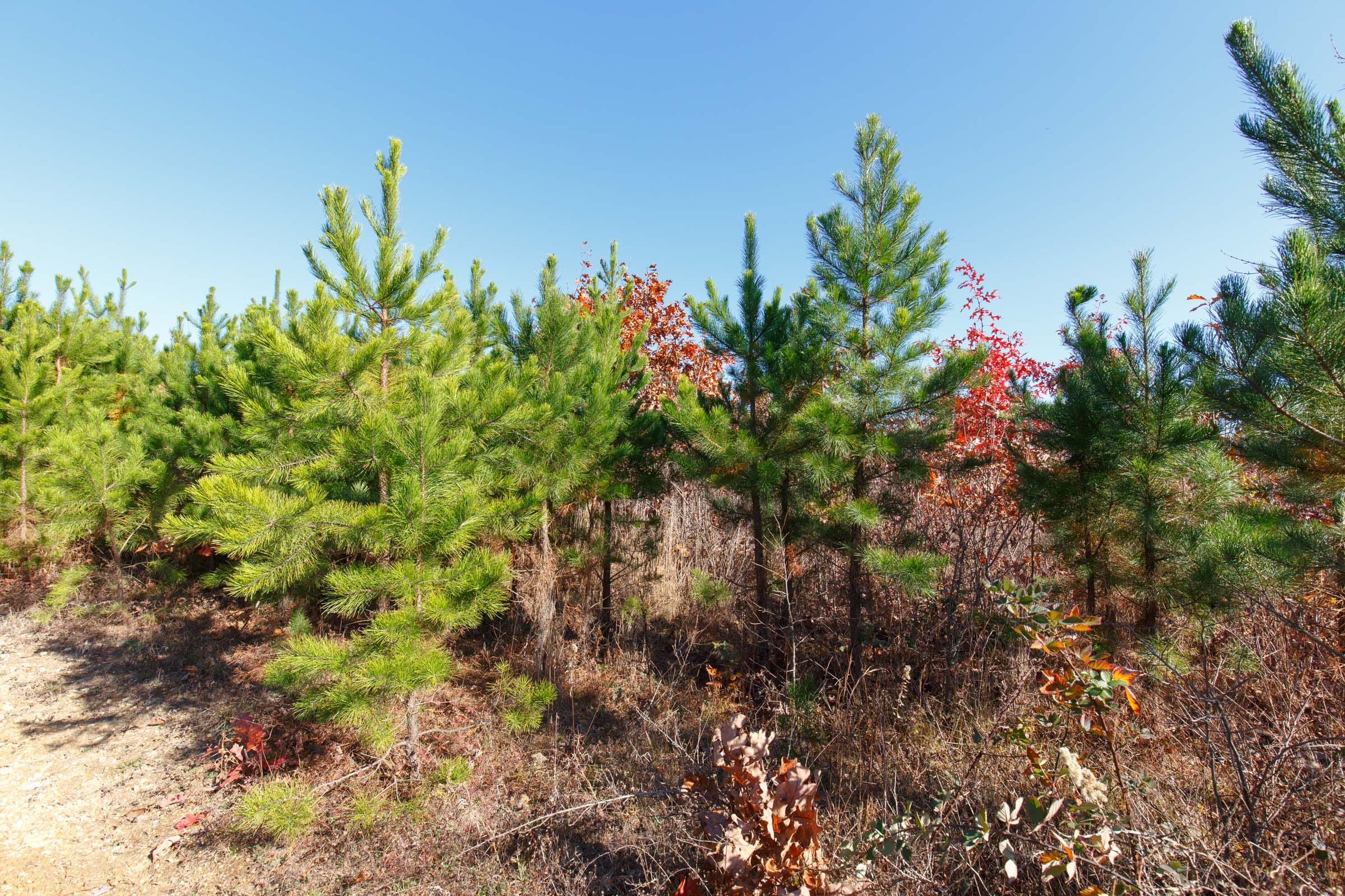 Hawkcrest Tract 34 photo 4