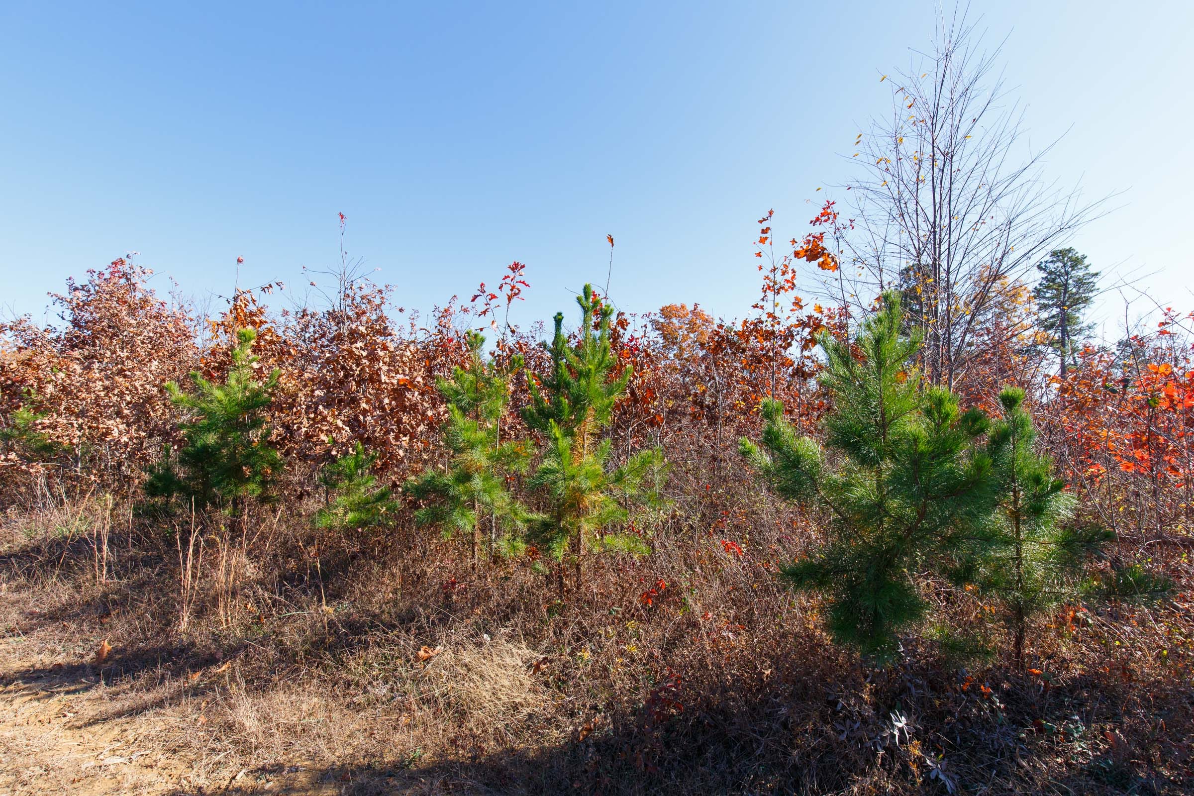 Hawkcrest Tract 34 photo 7