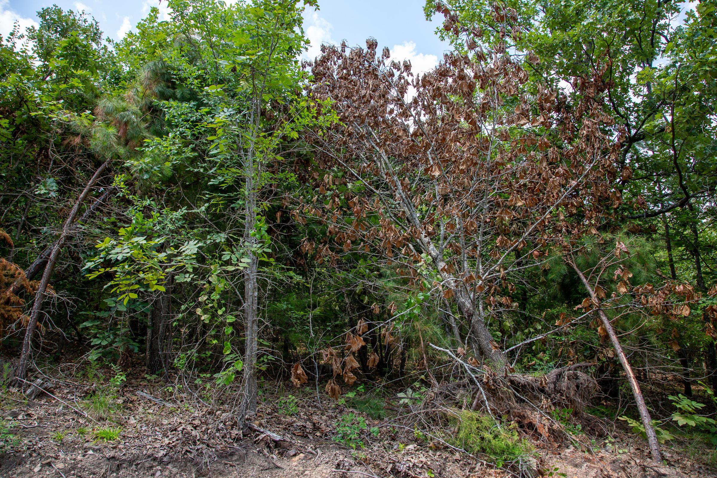 Tyler Stone Ranch Tract 66 photo 9