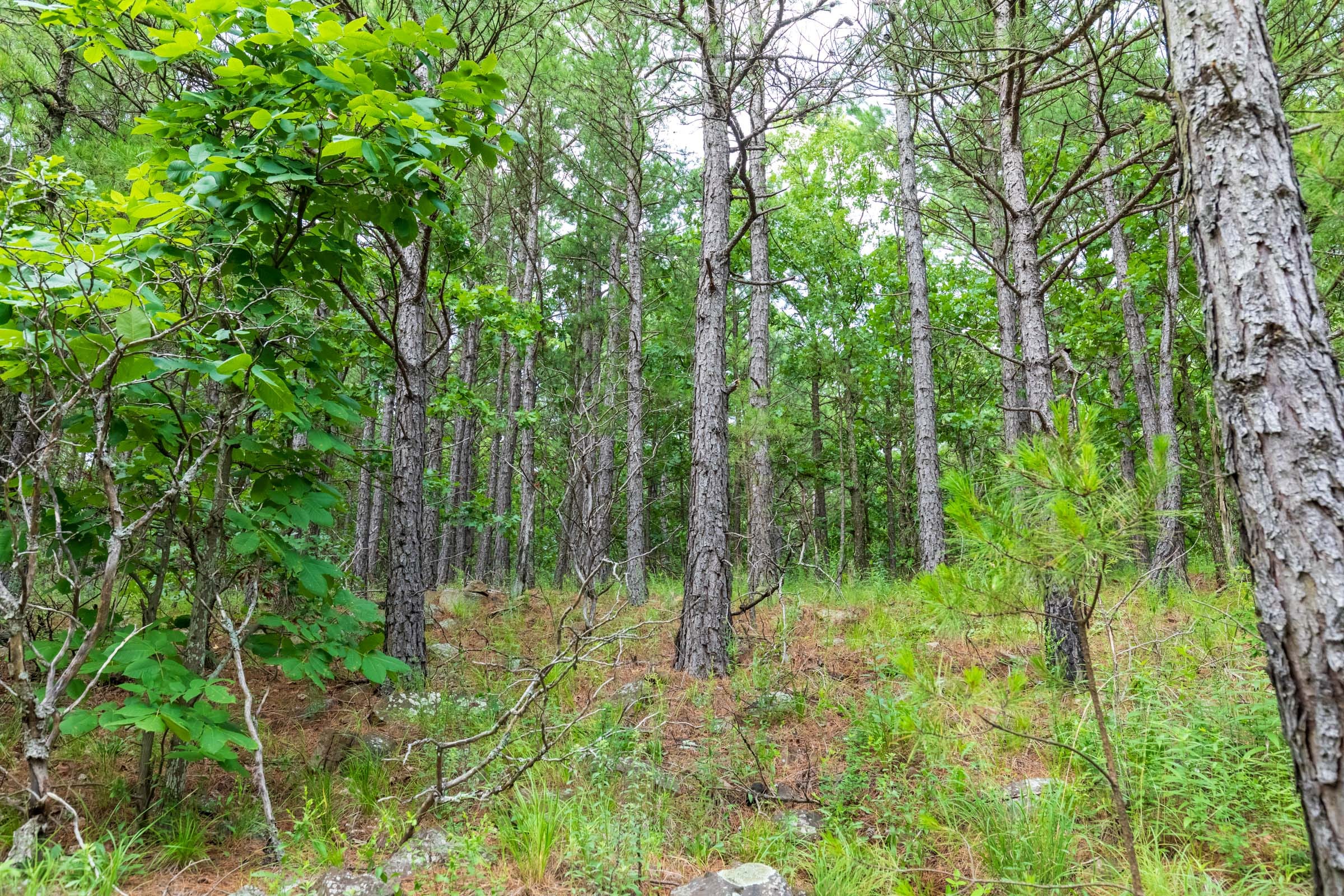 Stone Bridge Phase VI Tract 436 photo 3