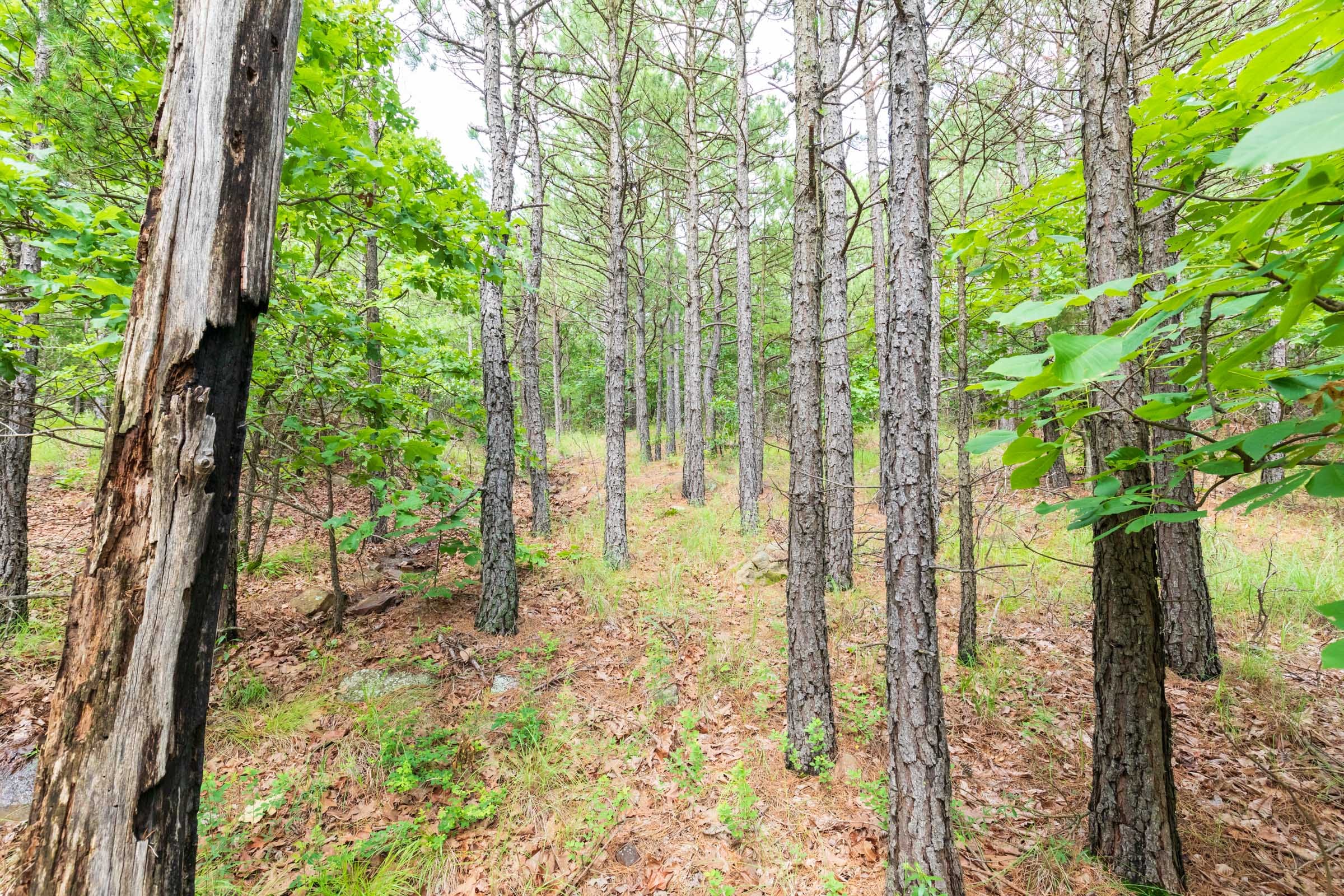 Stone Bridge Phase VI Tract 436 photo 5