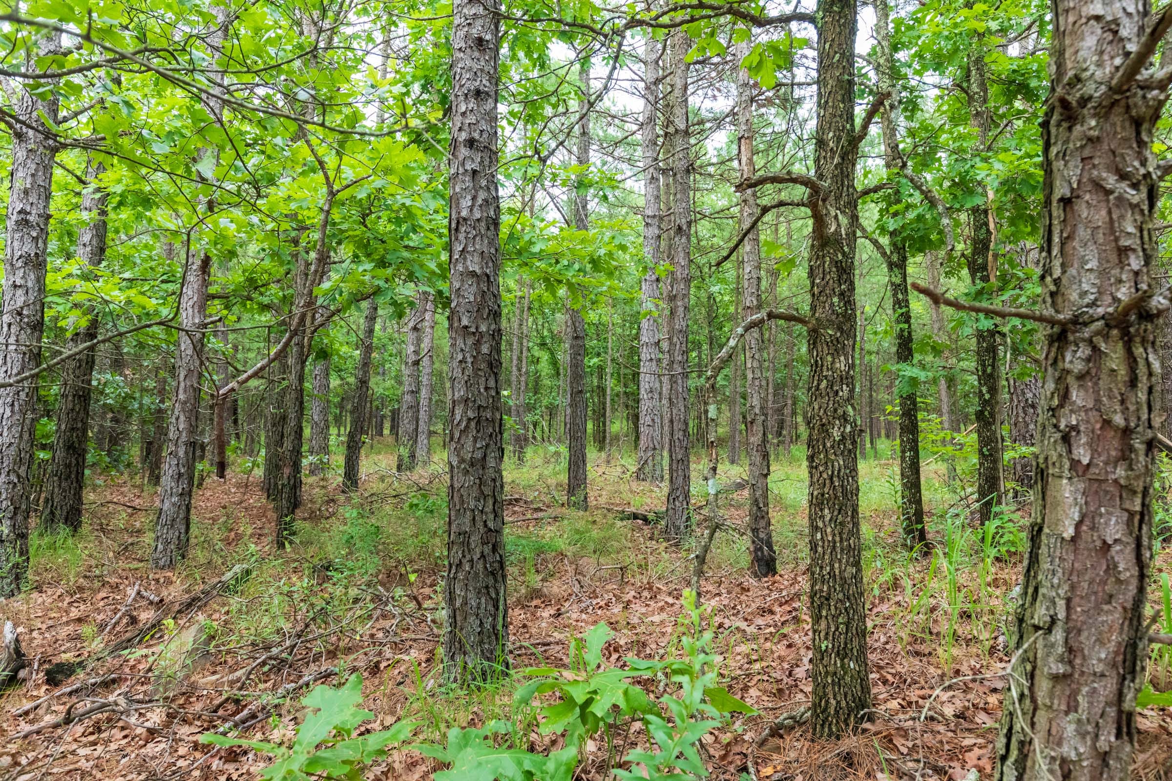 Stone Bridge Phase VI Tract 436 photo 10
