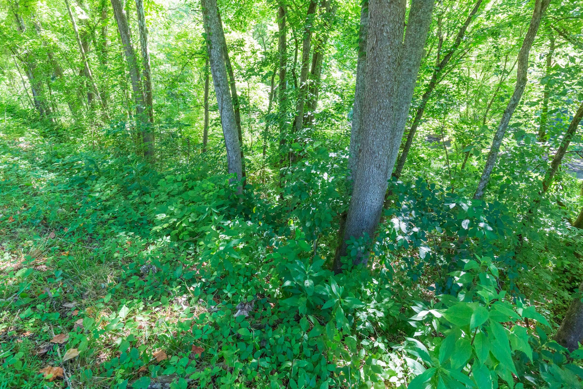 River’s Edge Tract 6 photo 12