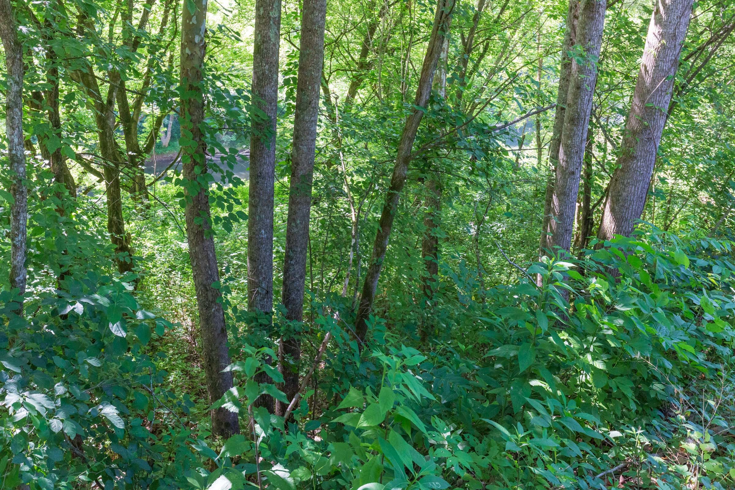 River’s Edge Tract 6 photo 13