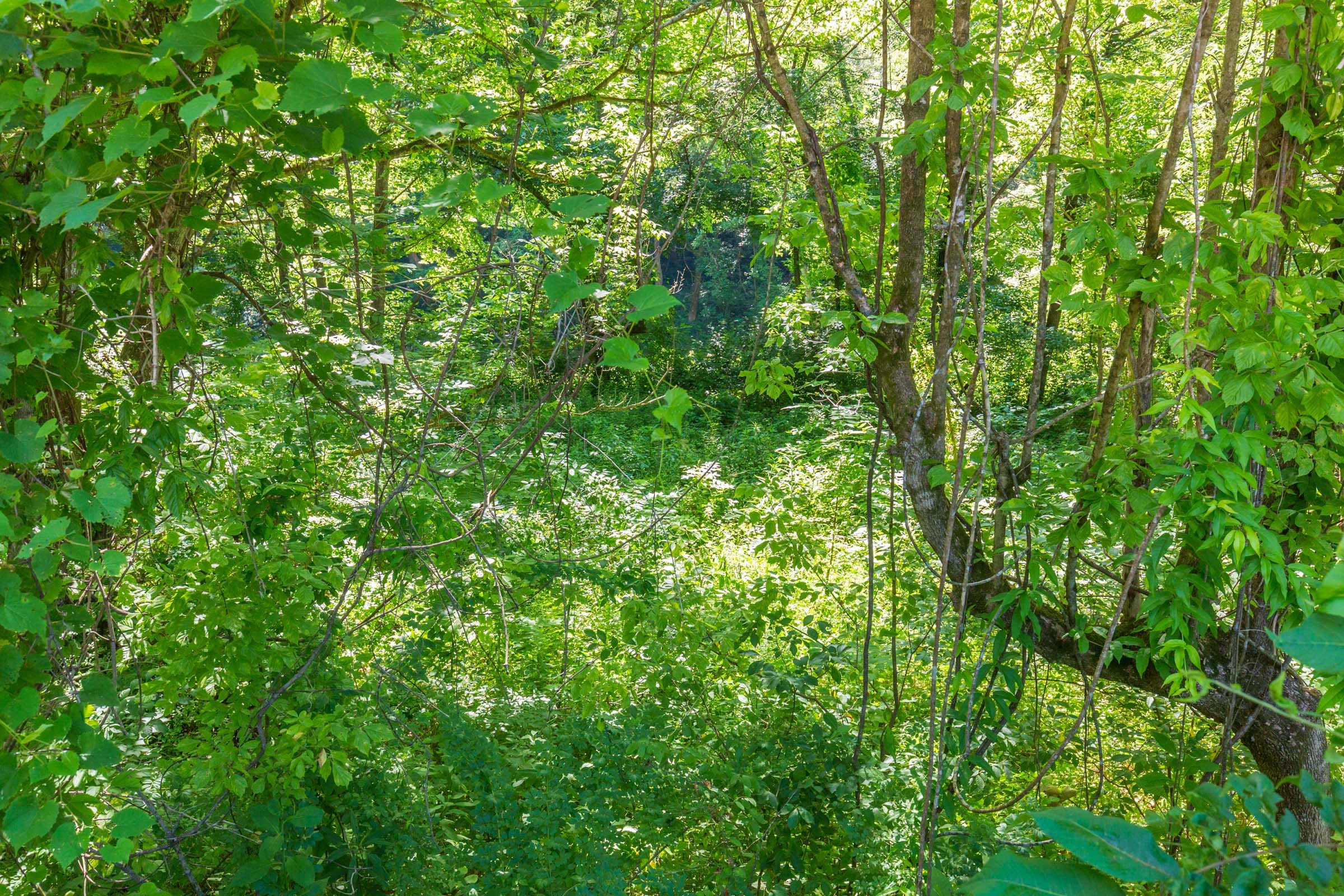 River’s Edge Tract 6 photo 16