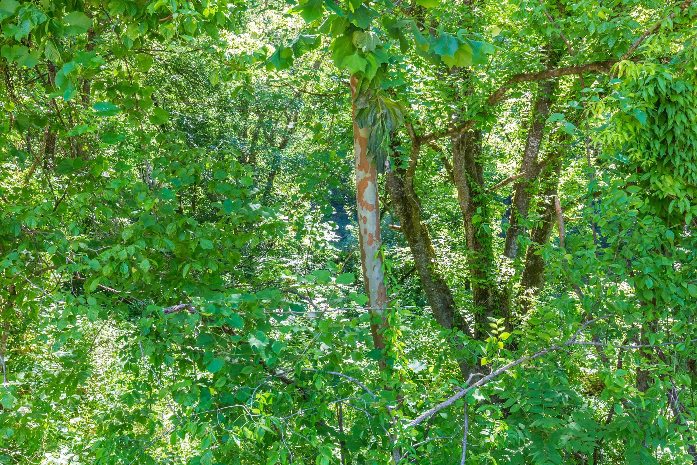 River’s Edge Tract 6 photo 17