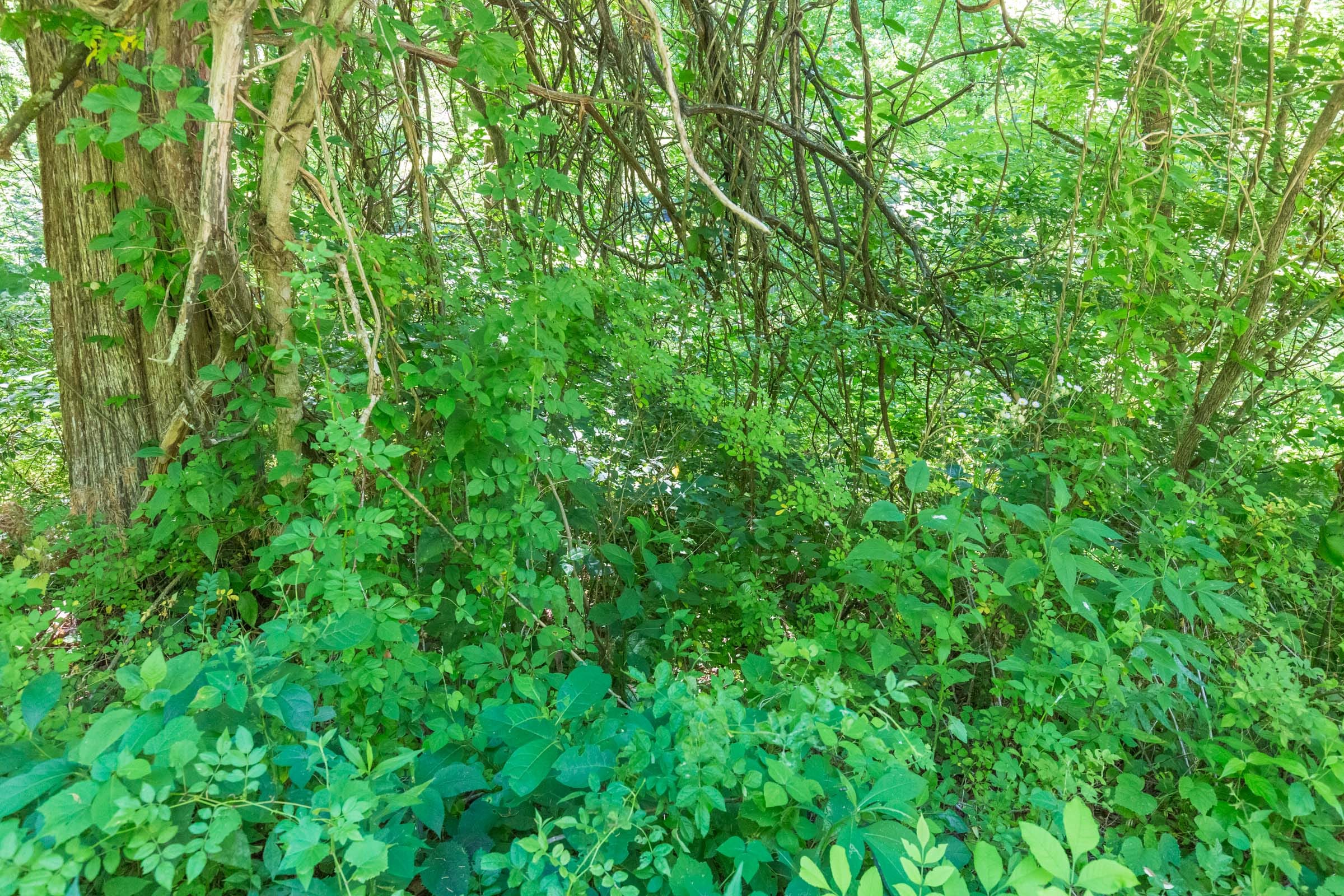 River’s Edge Tract 6 photo 19