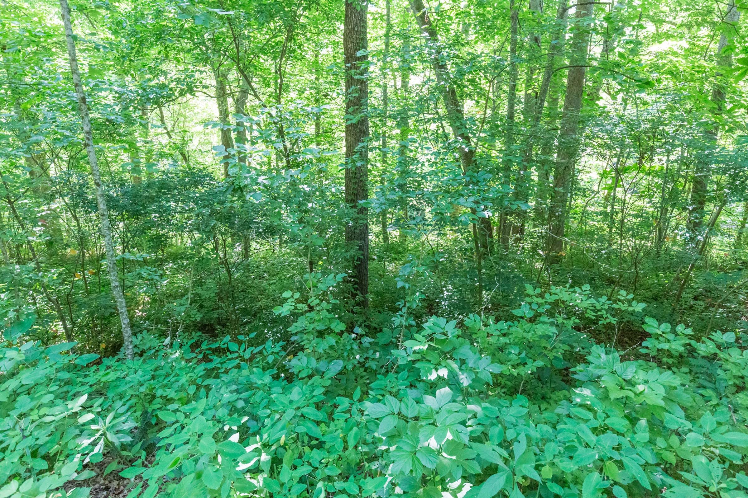 River’s Edge Tract 6 photo 21