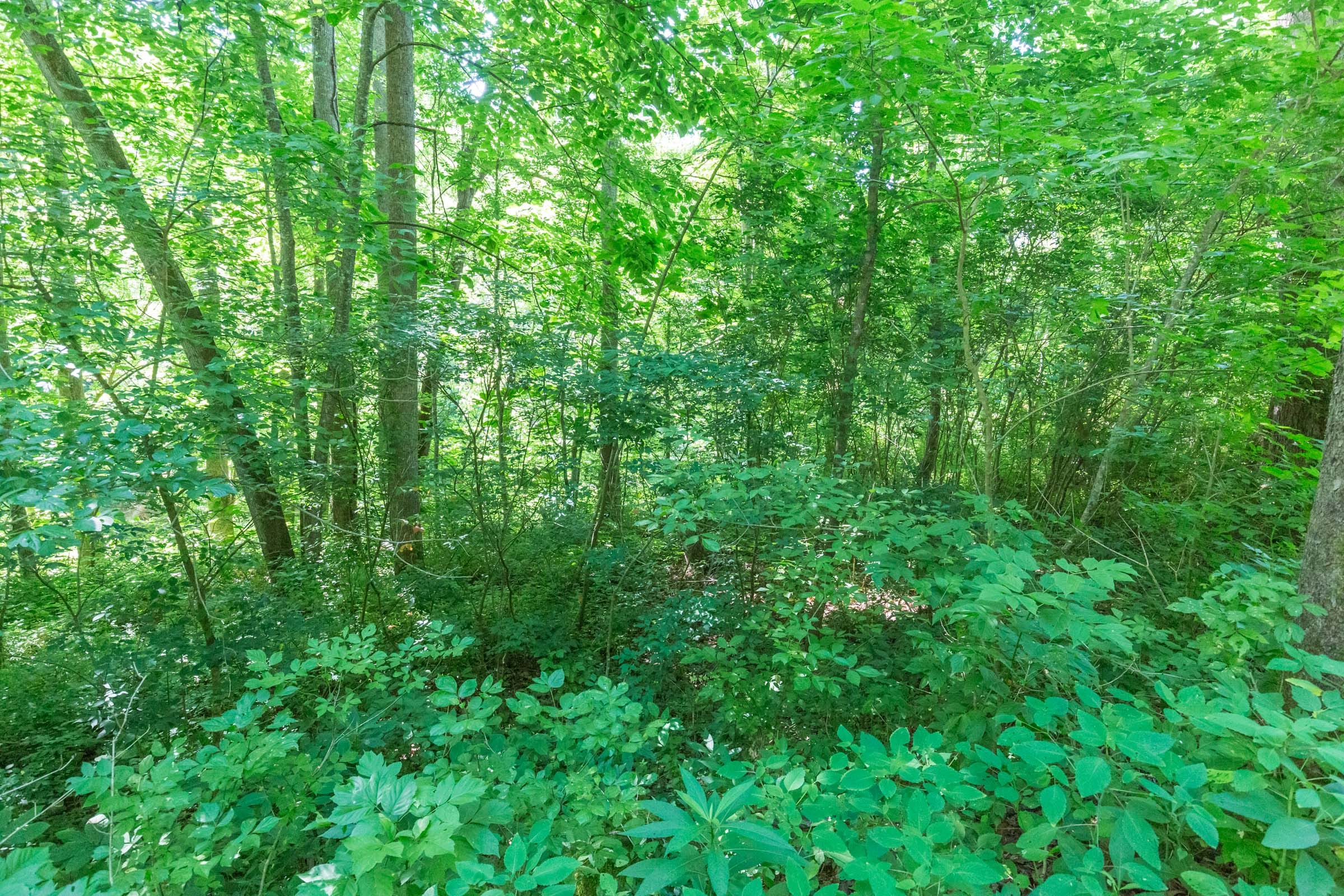 River’s Edge Tract 6 photo 22
