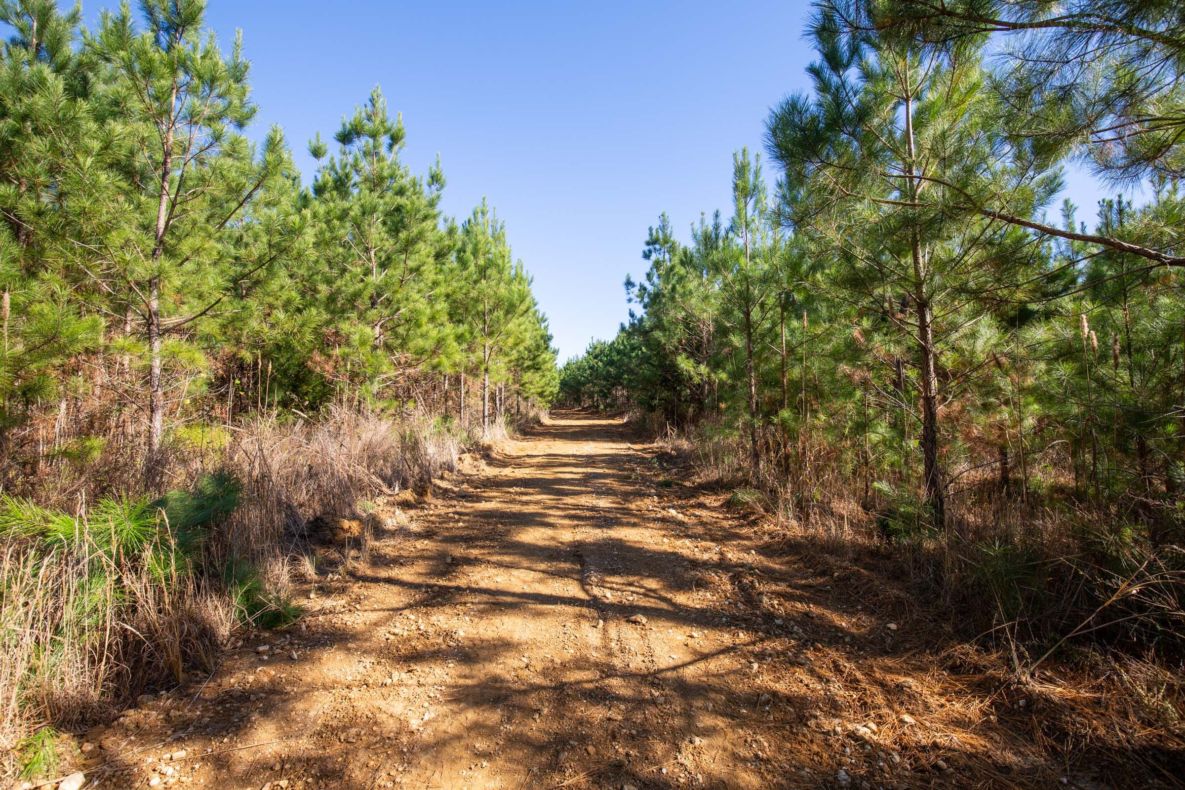 Pine Ridge Tract 12 photo 4