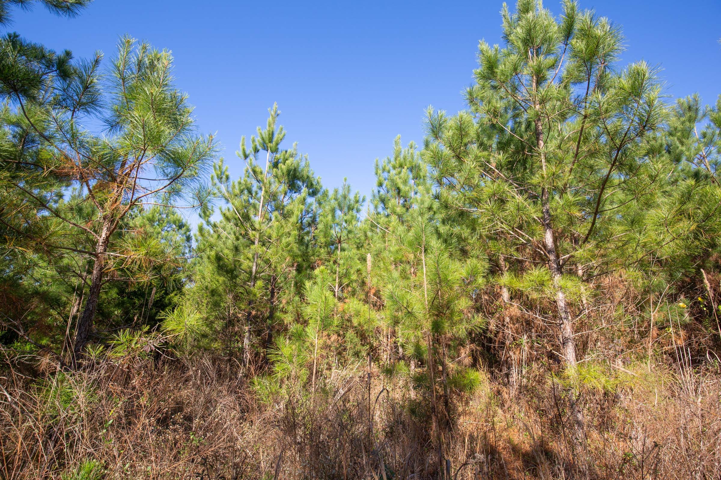 Pine Ridge Tract 12 photo 2