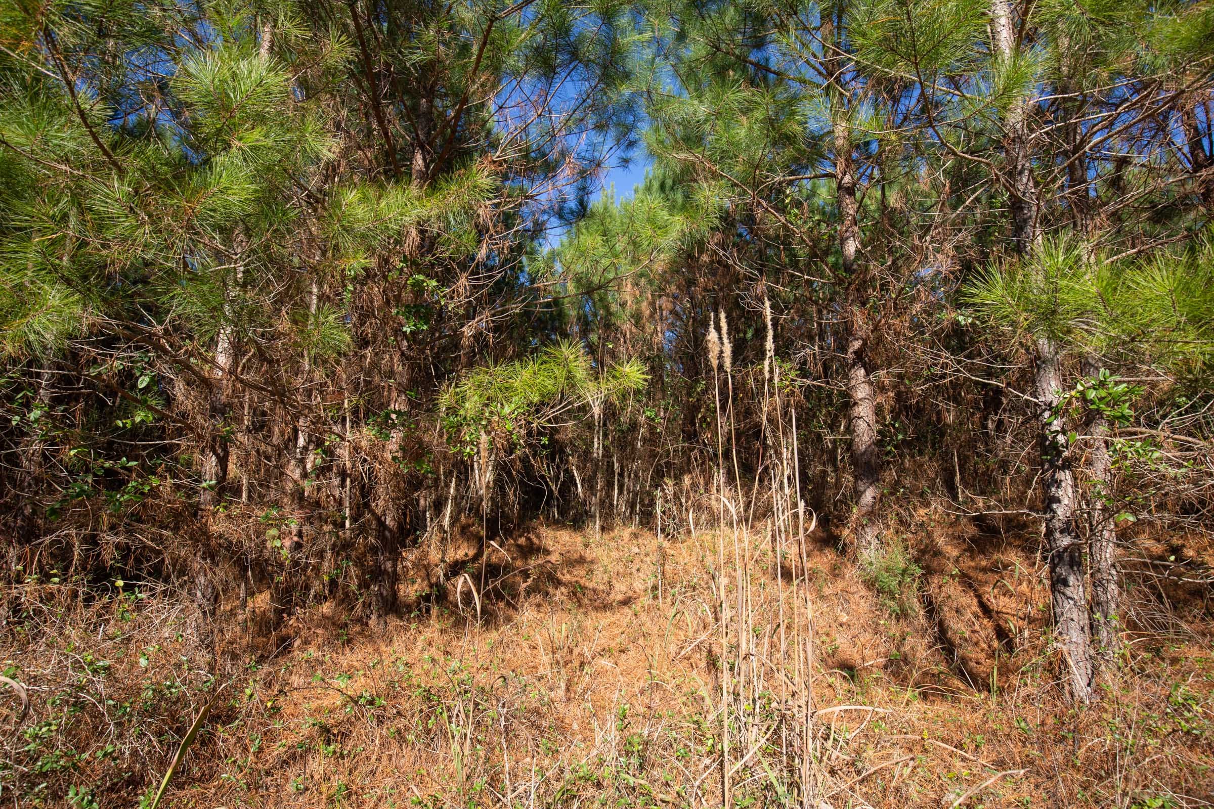 Pine Ridge Tract 12 photo 3