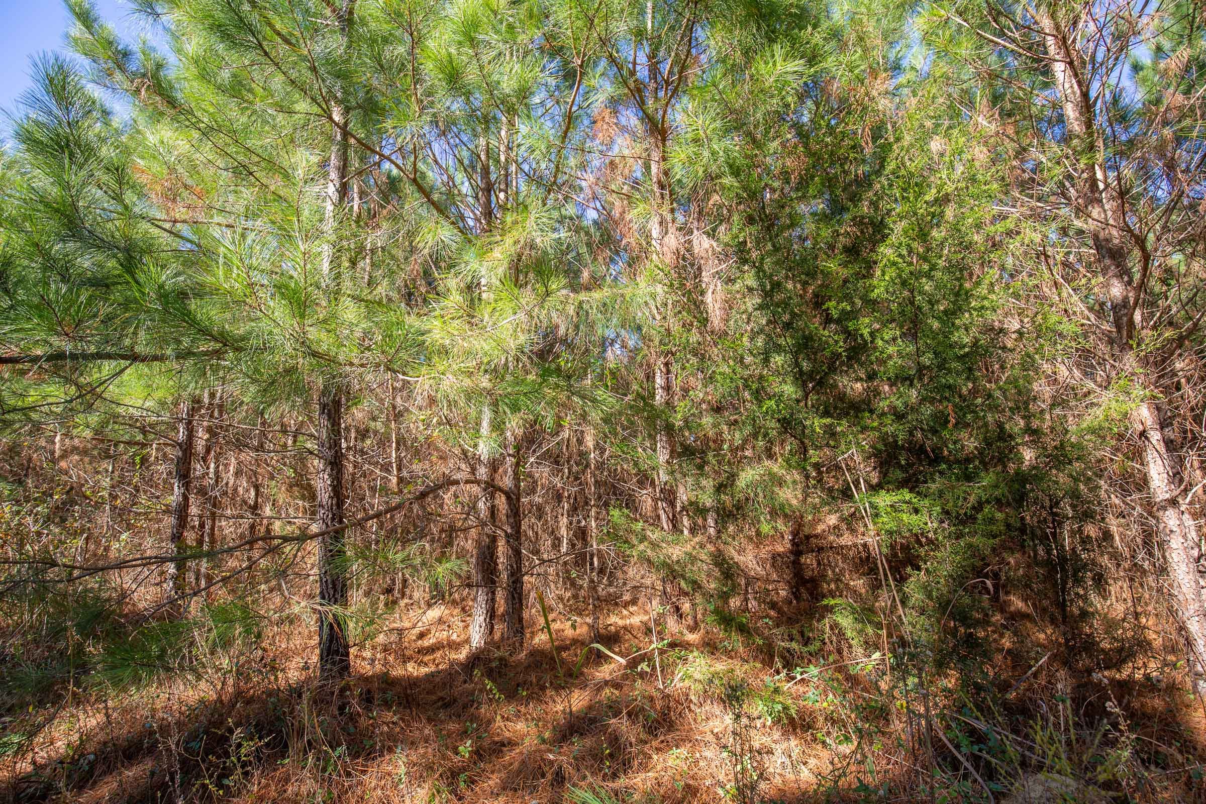Pine Ridge Tract 12 photo 5