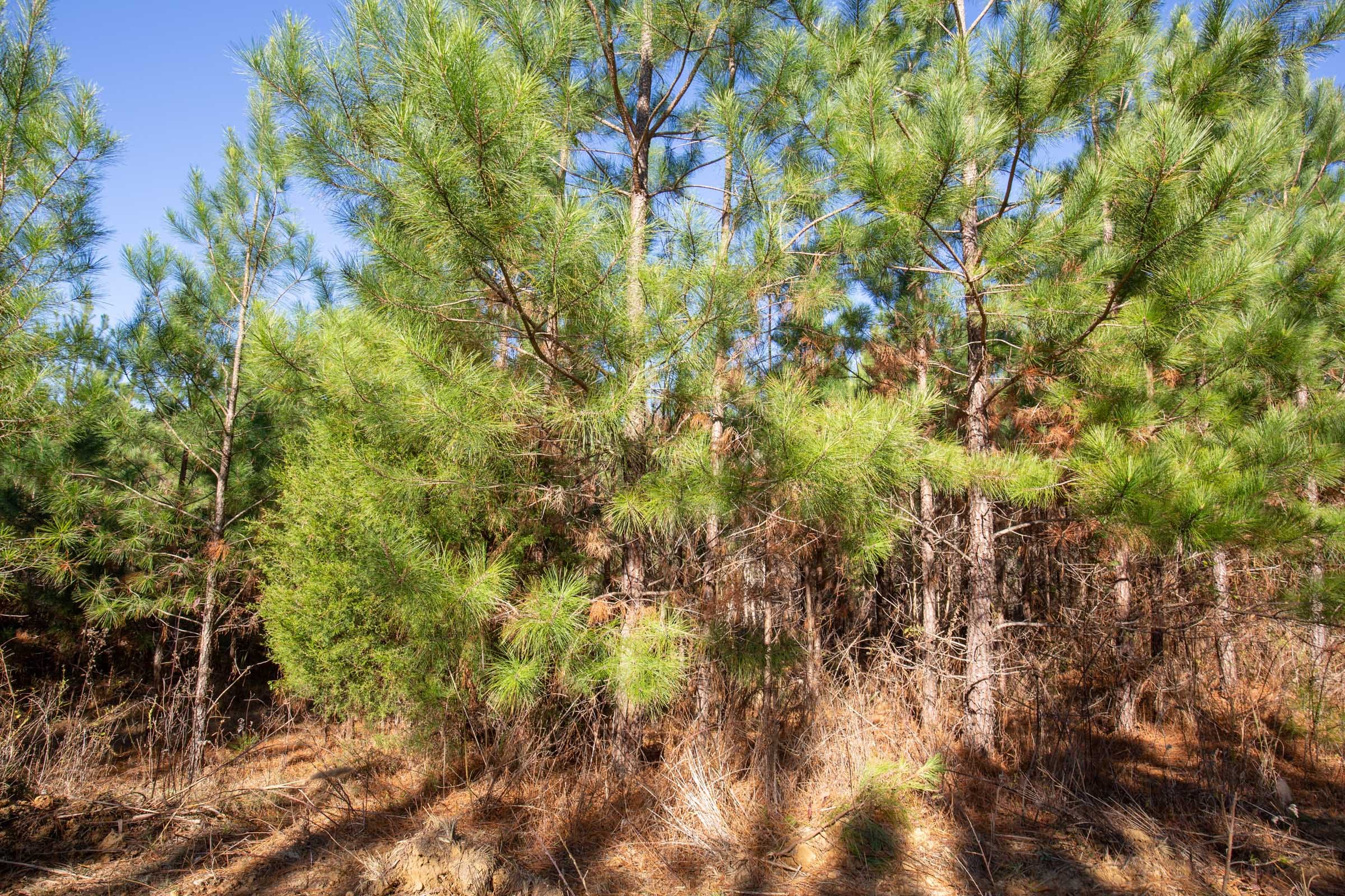 Pine Ridge Tract 12 photo 6