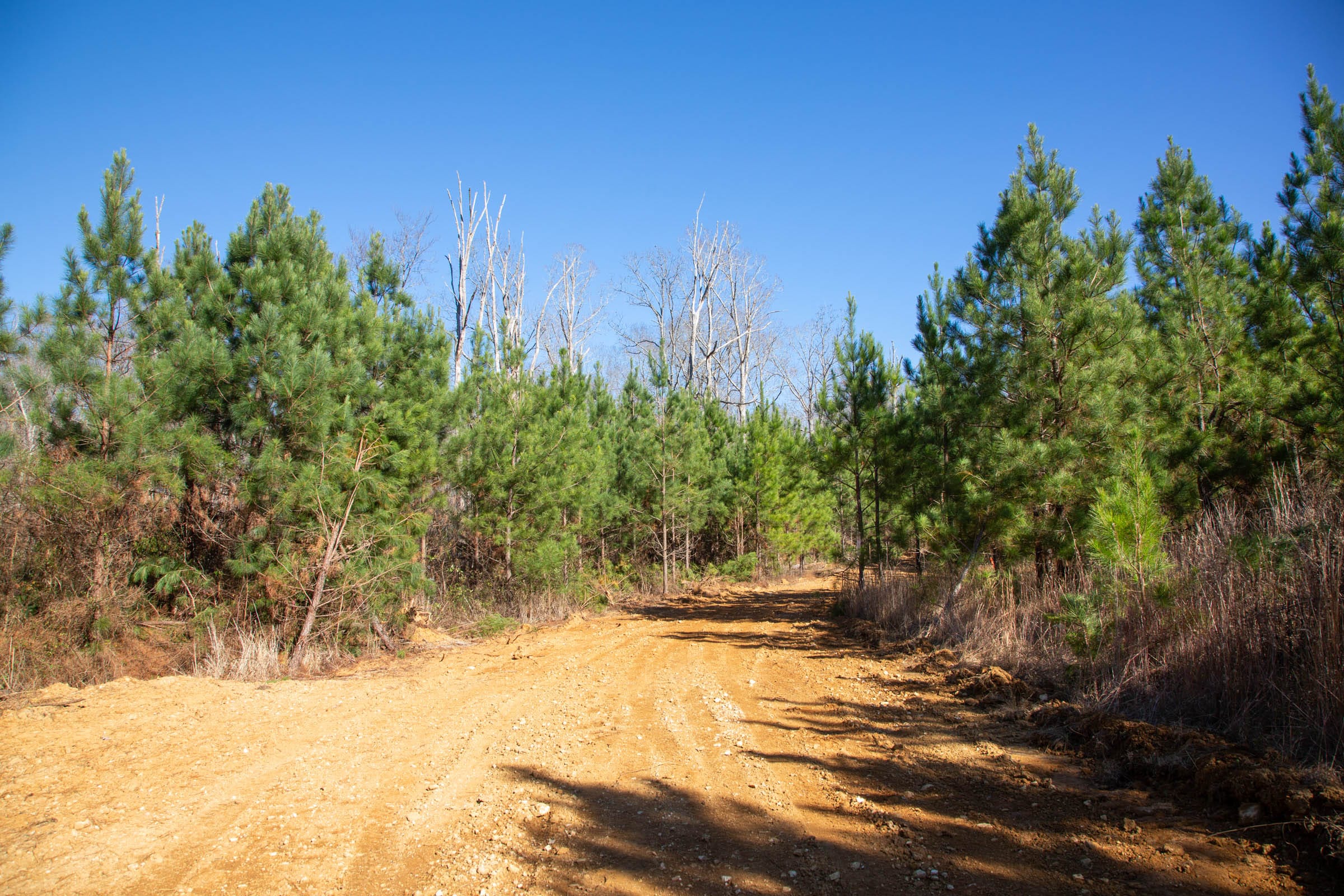 Pine Ridge Tract 12 photo 10