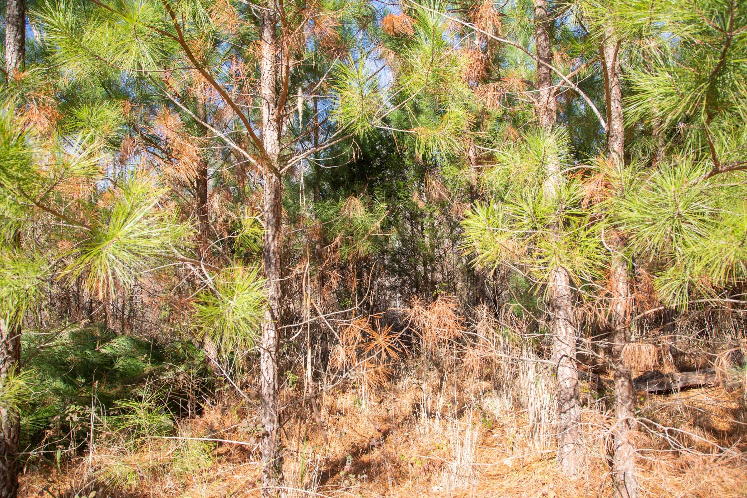 Pine Ridge Tract 12 photo 11