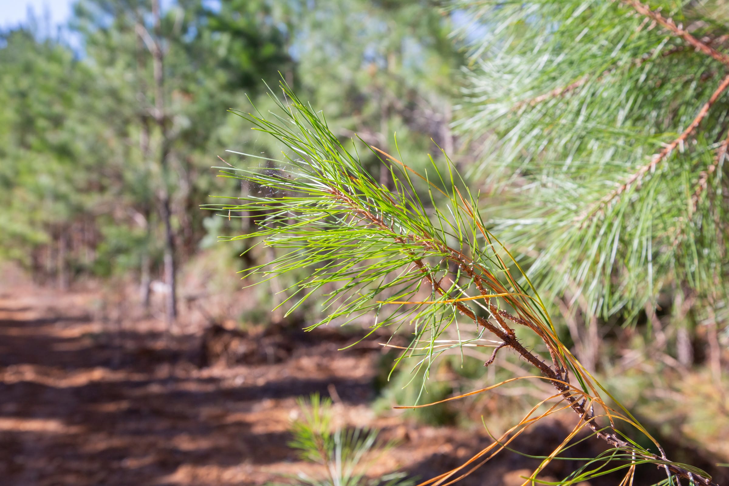 Pine Ridge Tract 12 photo 12