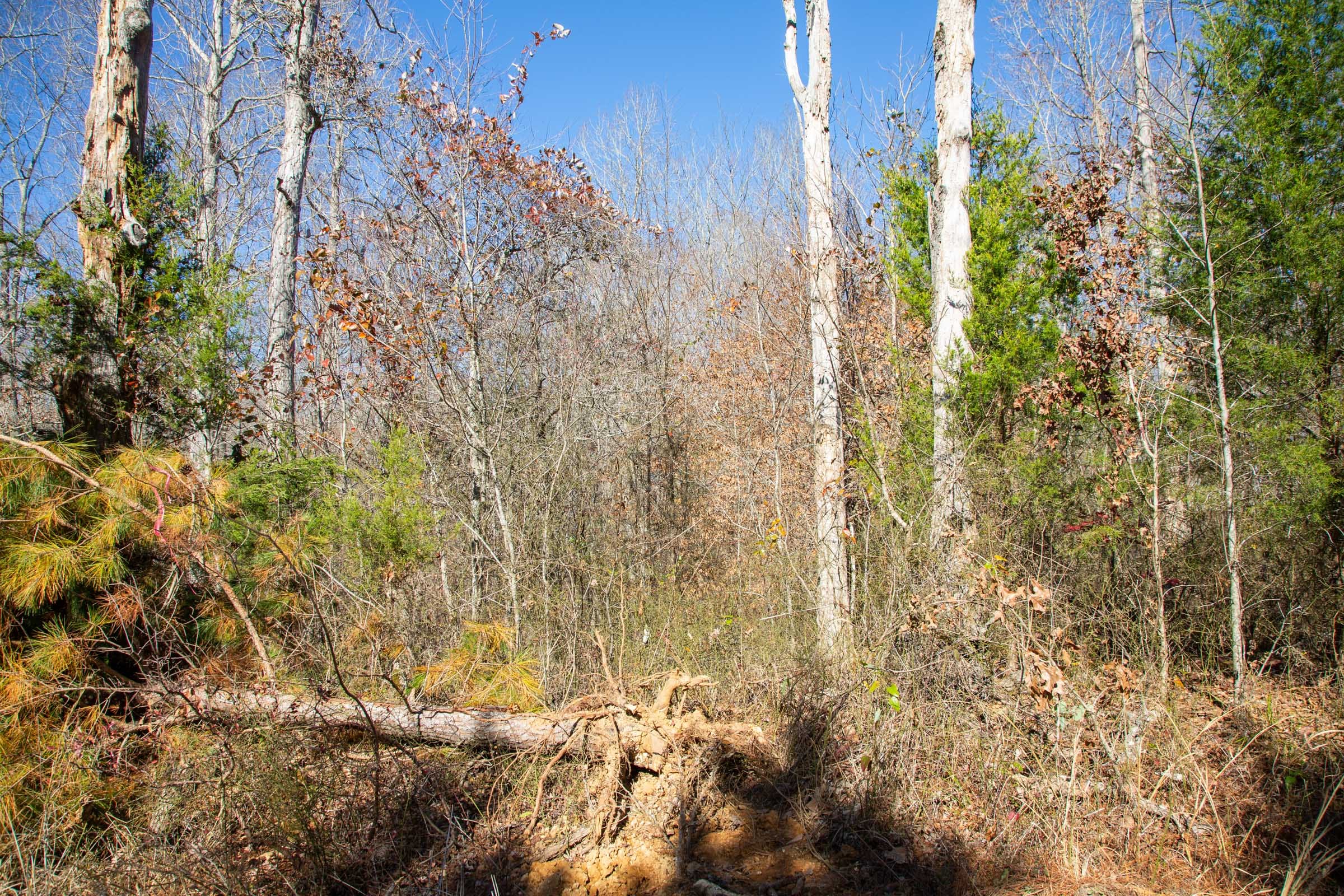 Pine Ridge Tract 12 photo 13