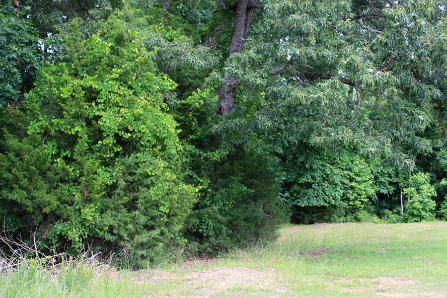 Bluebird Ranch Tract 2 photo 5