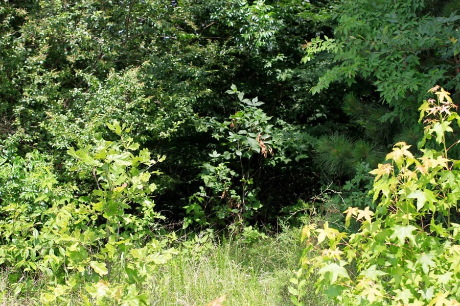 Bluebird Ranch Tract 2 photo 10