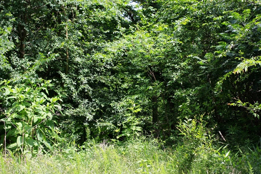 Bluebird Ranch Tract 2 photo 12