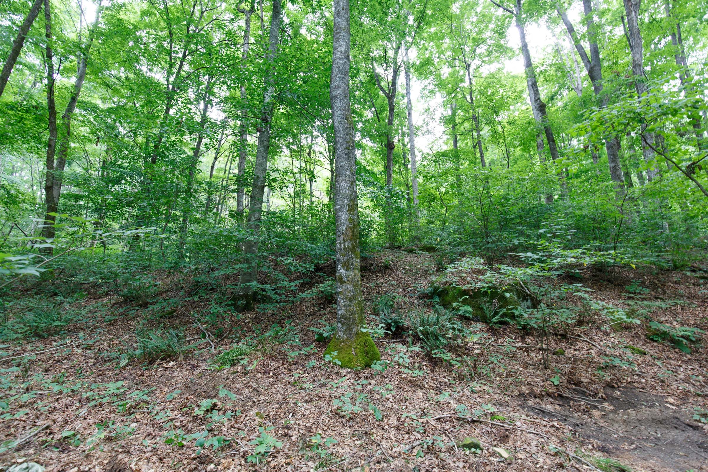 Rolling Hills Tract 13 photo 4