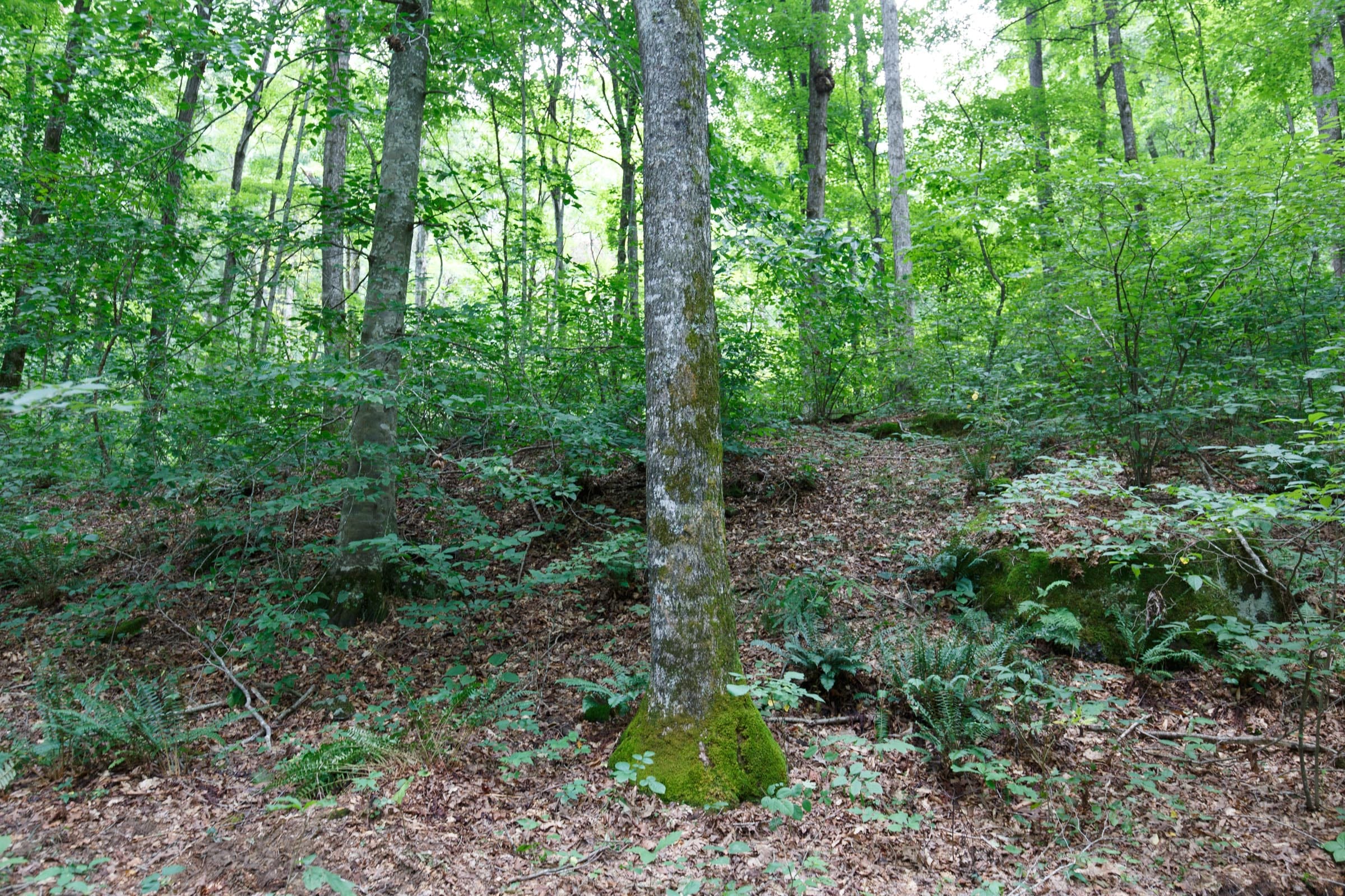 Rolling Hills Tract 13 photo 7