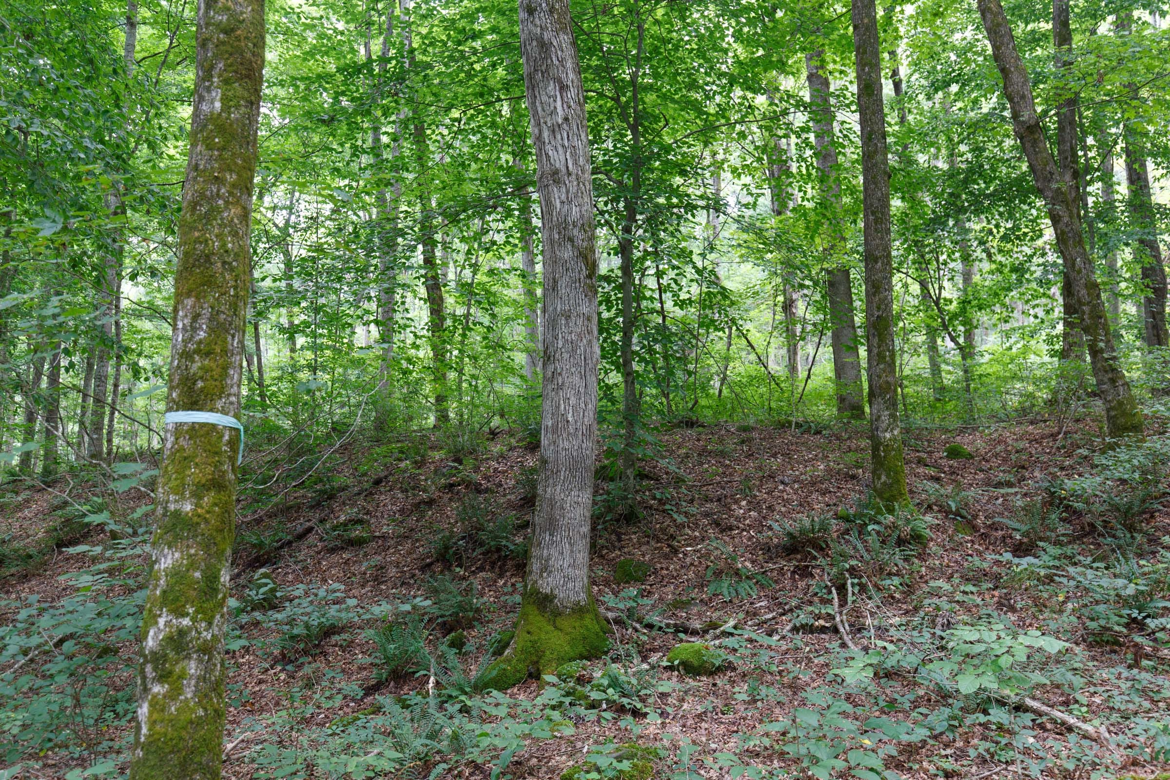 Rolling Hills Tract 13 photo 9