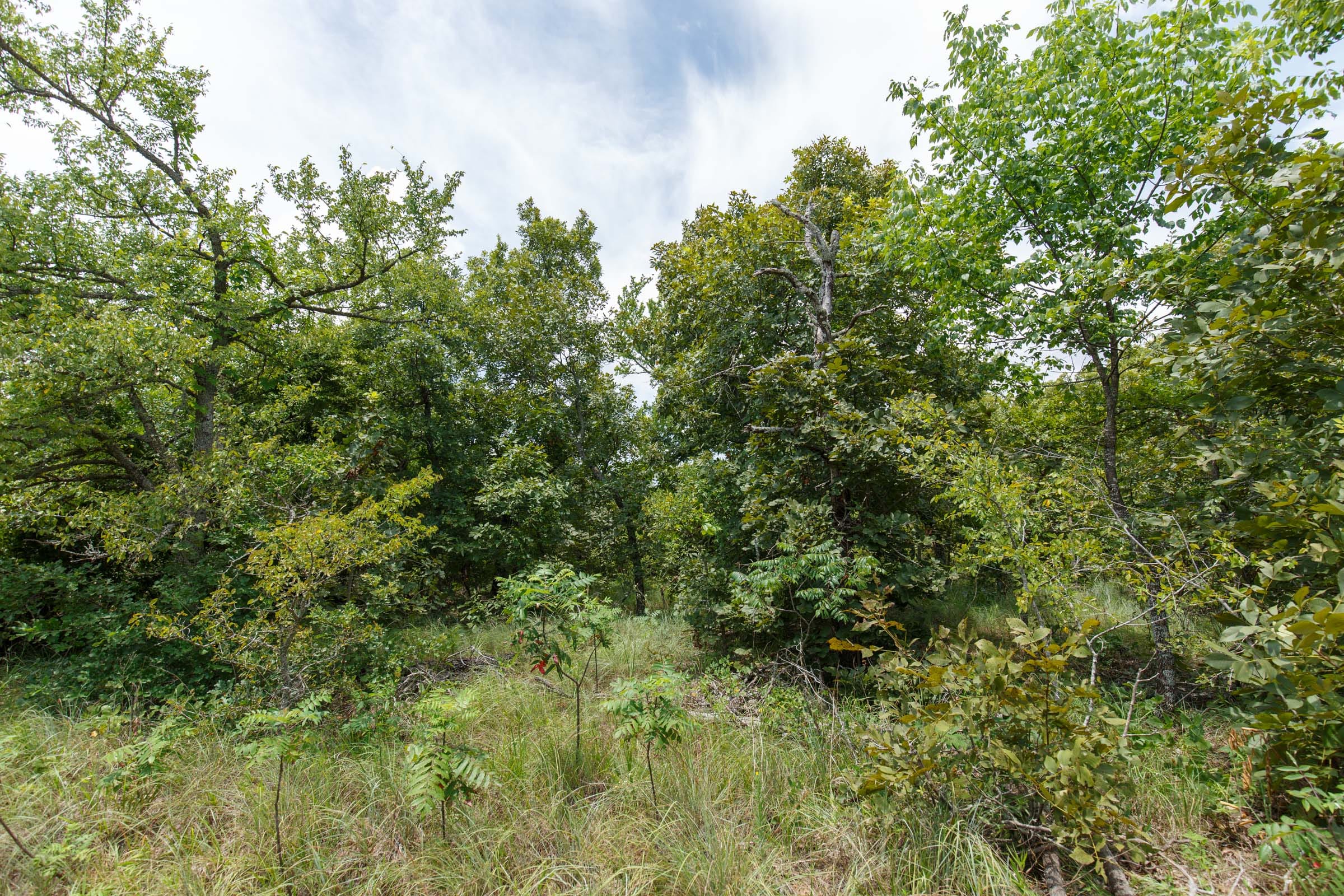 Timber Ridge Tract 7 photo 4