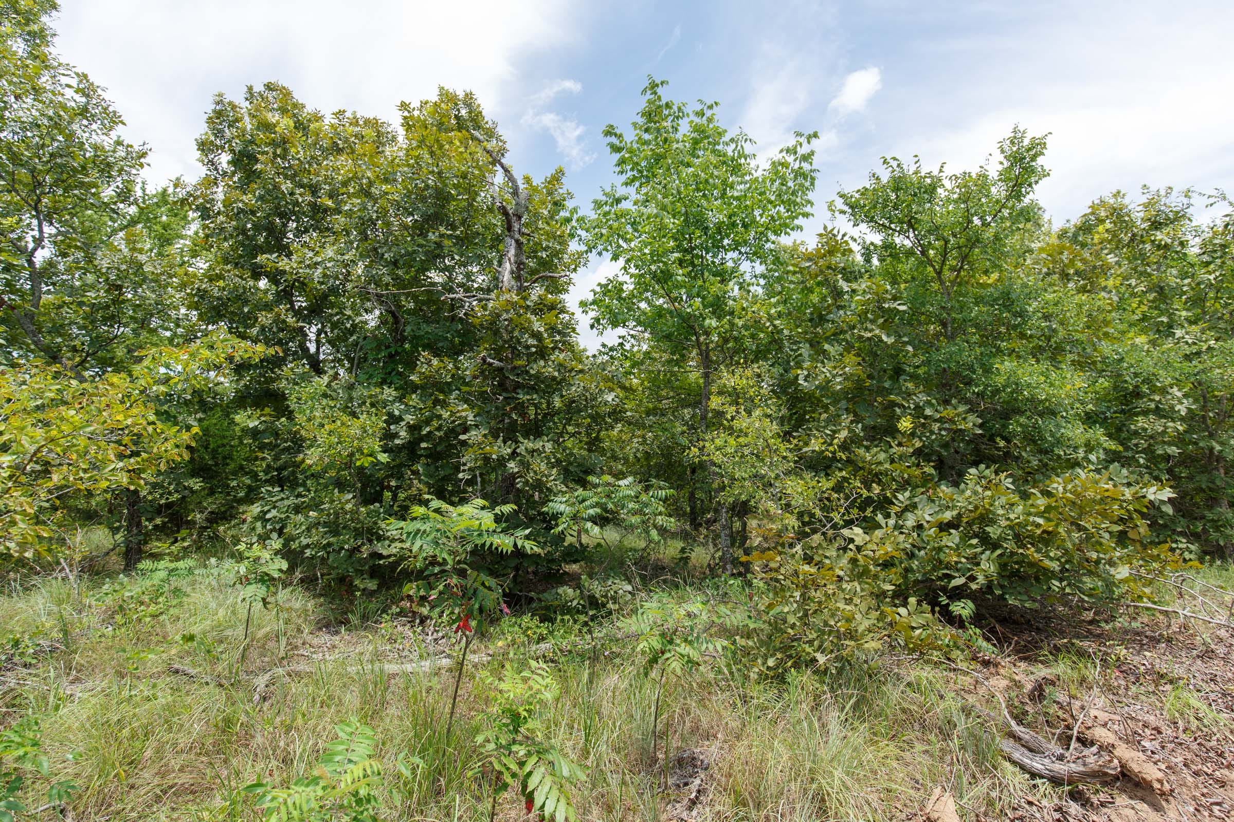 Timber Ridge Tract 7 photo 1