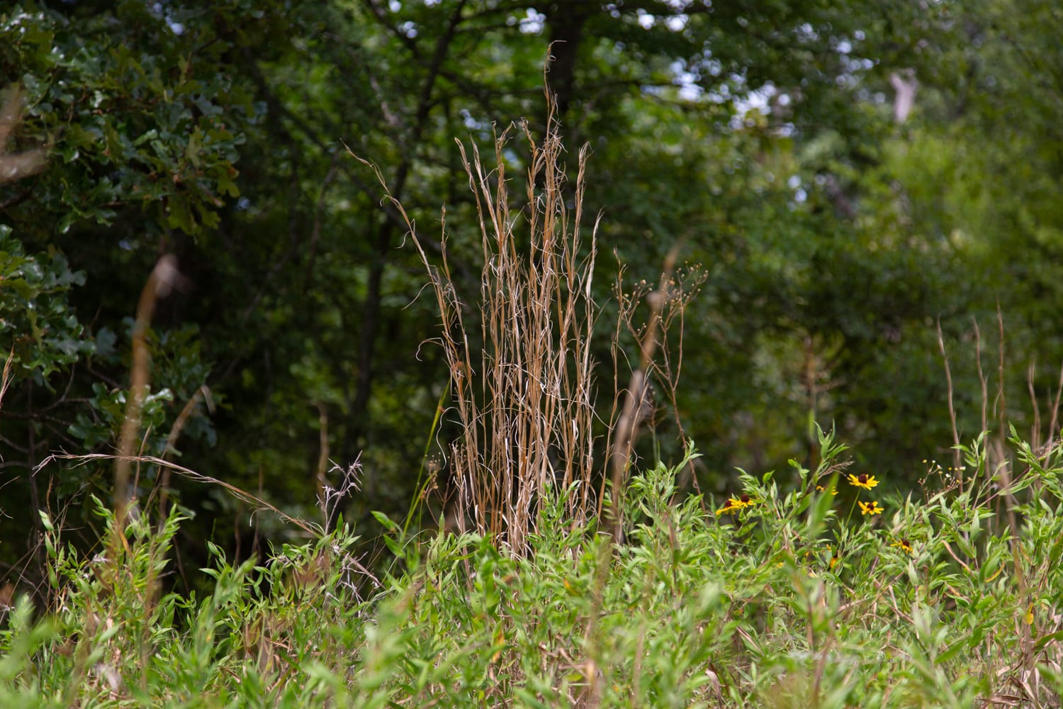 Timber Ridge Tract 7 photo 6