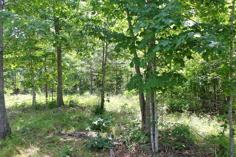 Green Mountain Ranch Tract 30 photo 4