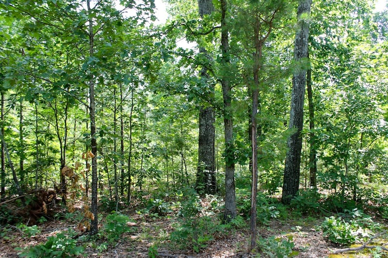 Green Mountain Ranch Tract 30 photo 6