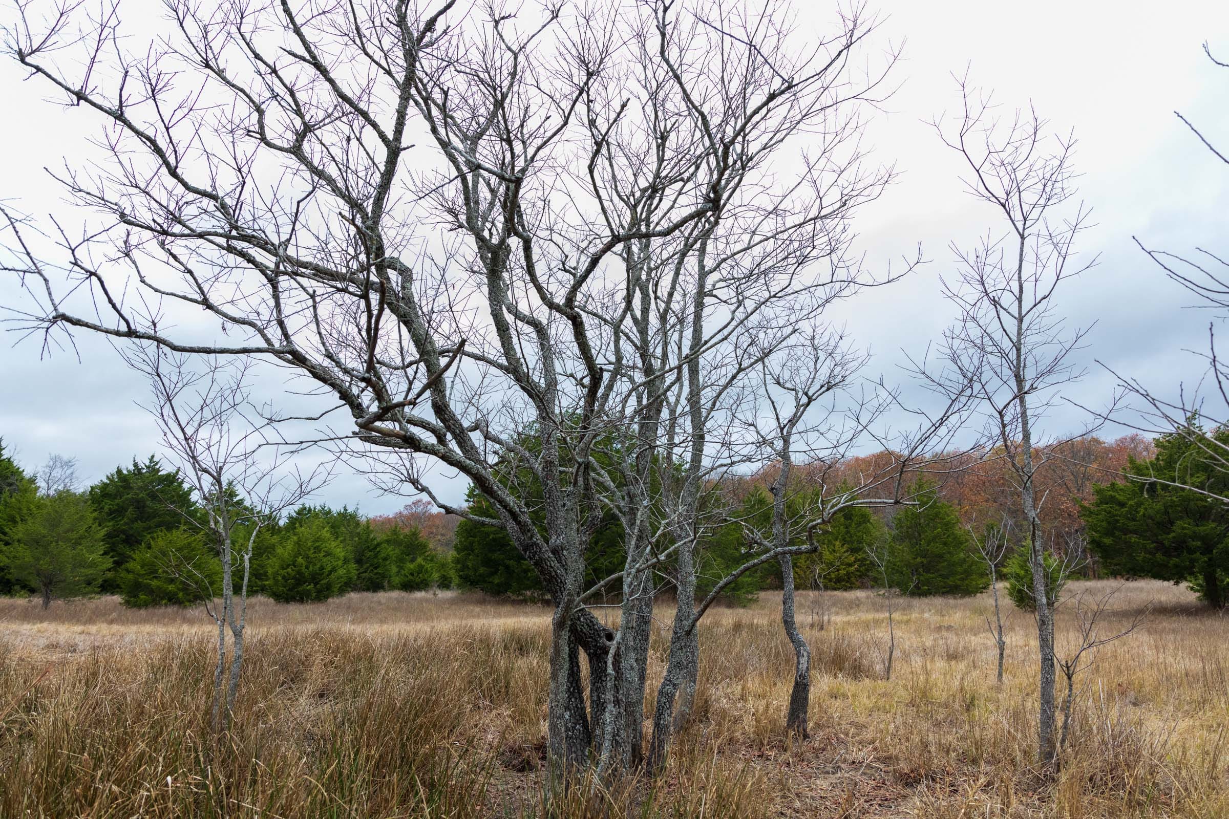 Crystal Springs Tract 3 photo 8