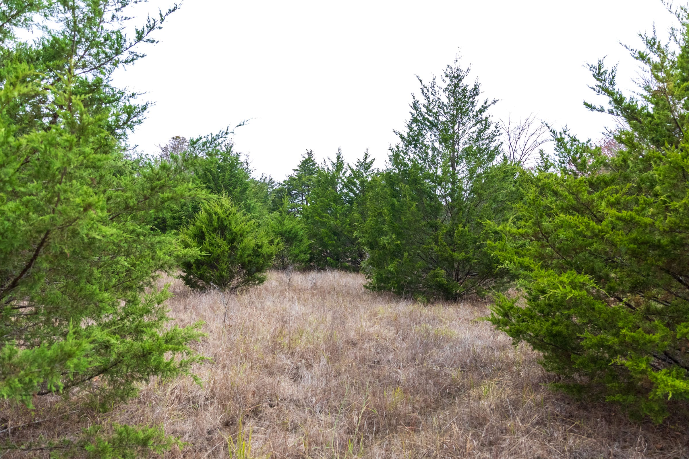 Crystal Springs Tract 3 photo 17